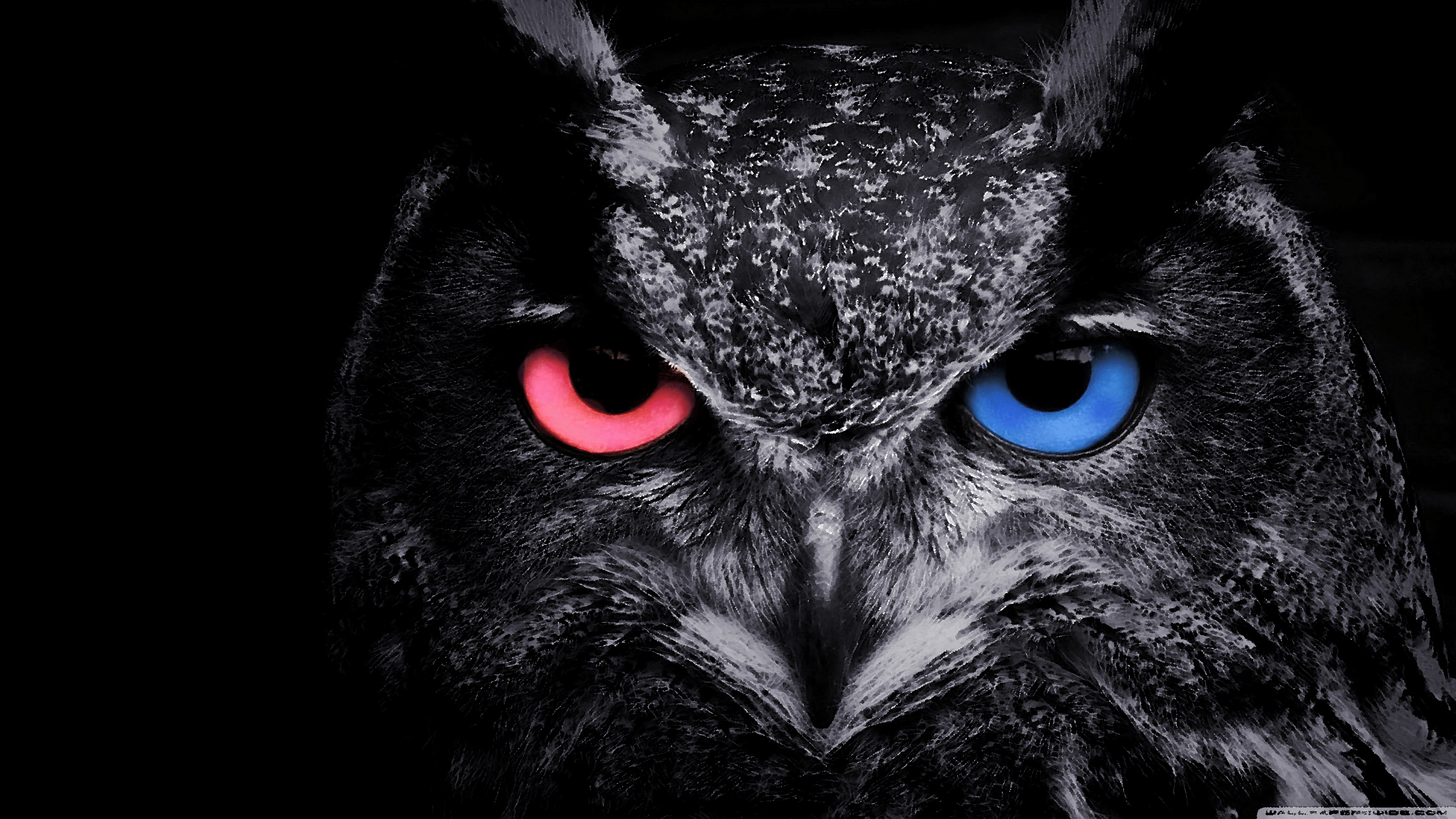 3840x2160 Owl 4K wallpaper