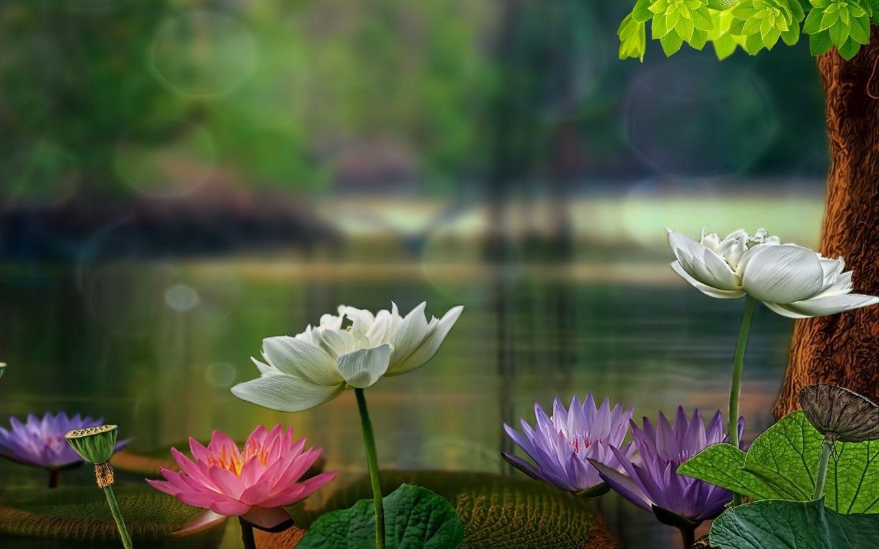 1280x800 Flowers Asia Lotus Water Lake Nature Flower Wallpaper For Desktop