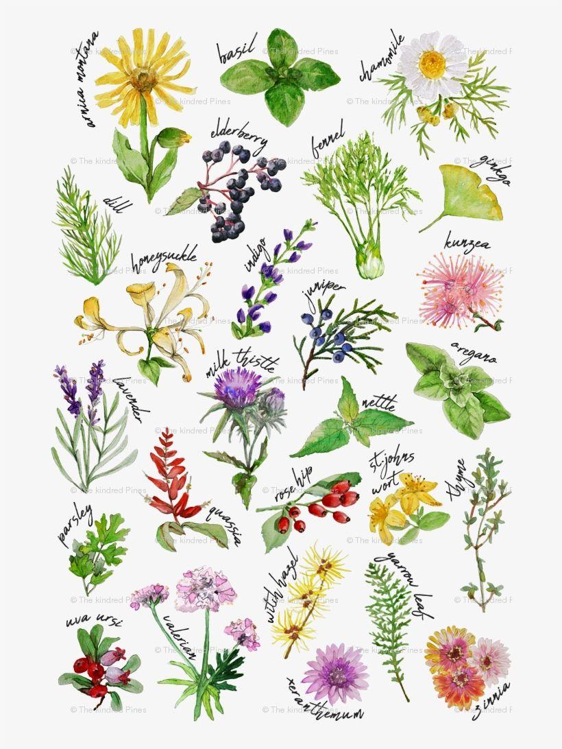 820x1092 Plants And Herbs Alphabet Wallpaper Plants Transparent