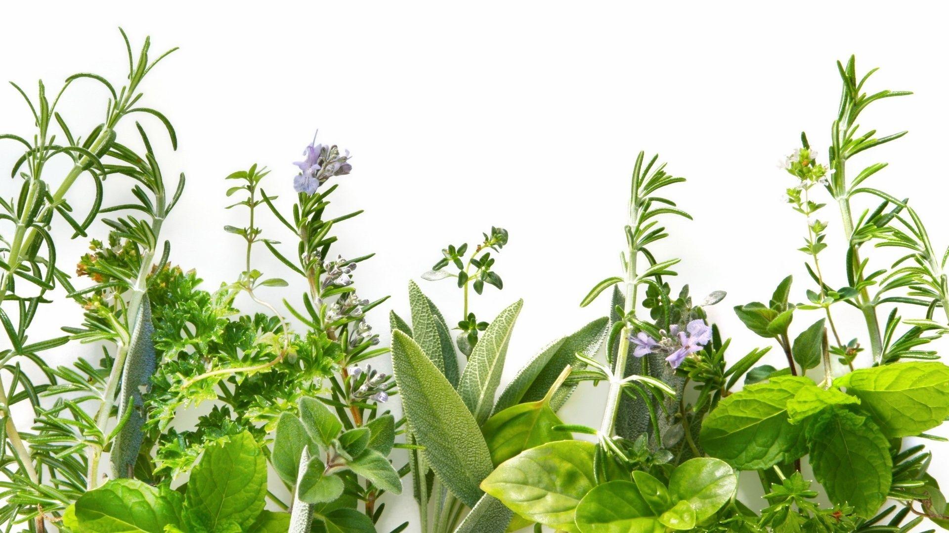 Презентация medicinal plants