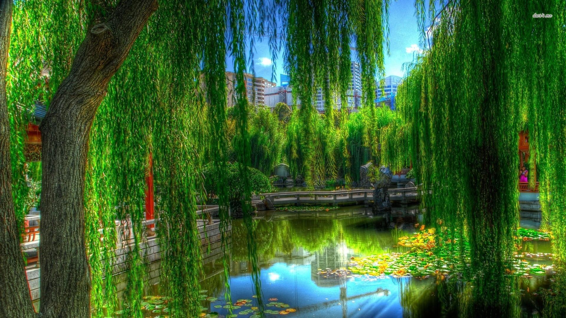 1920x1080 Willow Tree Wallpaper