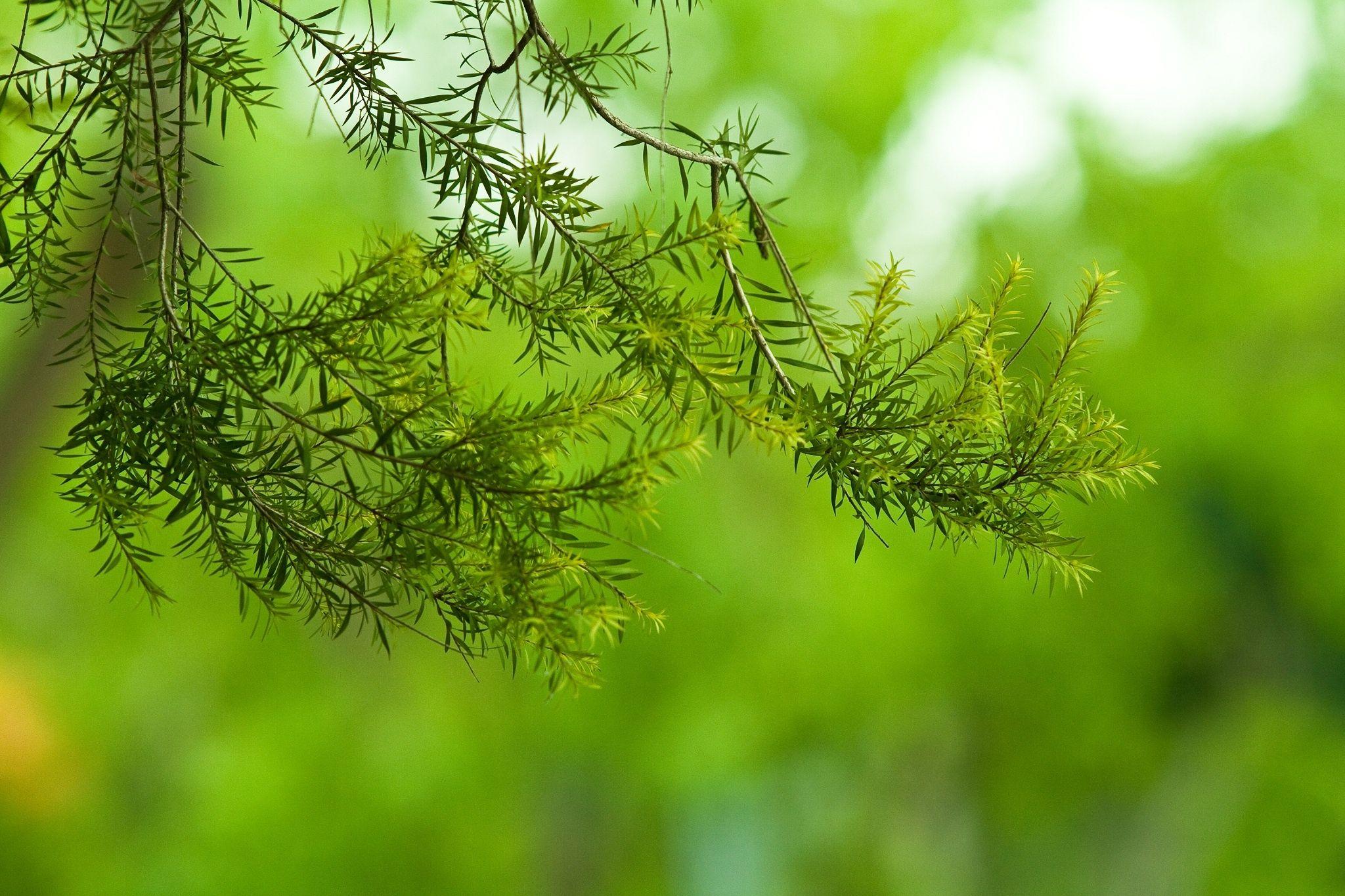 2048x1365 Leaves twigs herbs wallpaperx1365