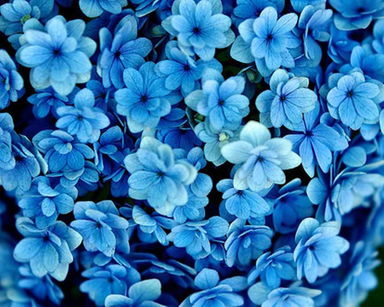 1280x1024 Blue Flower Wallpaper Background