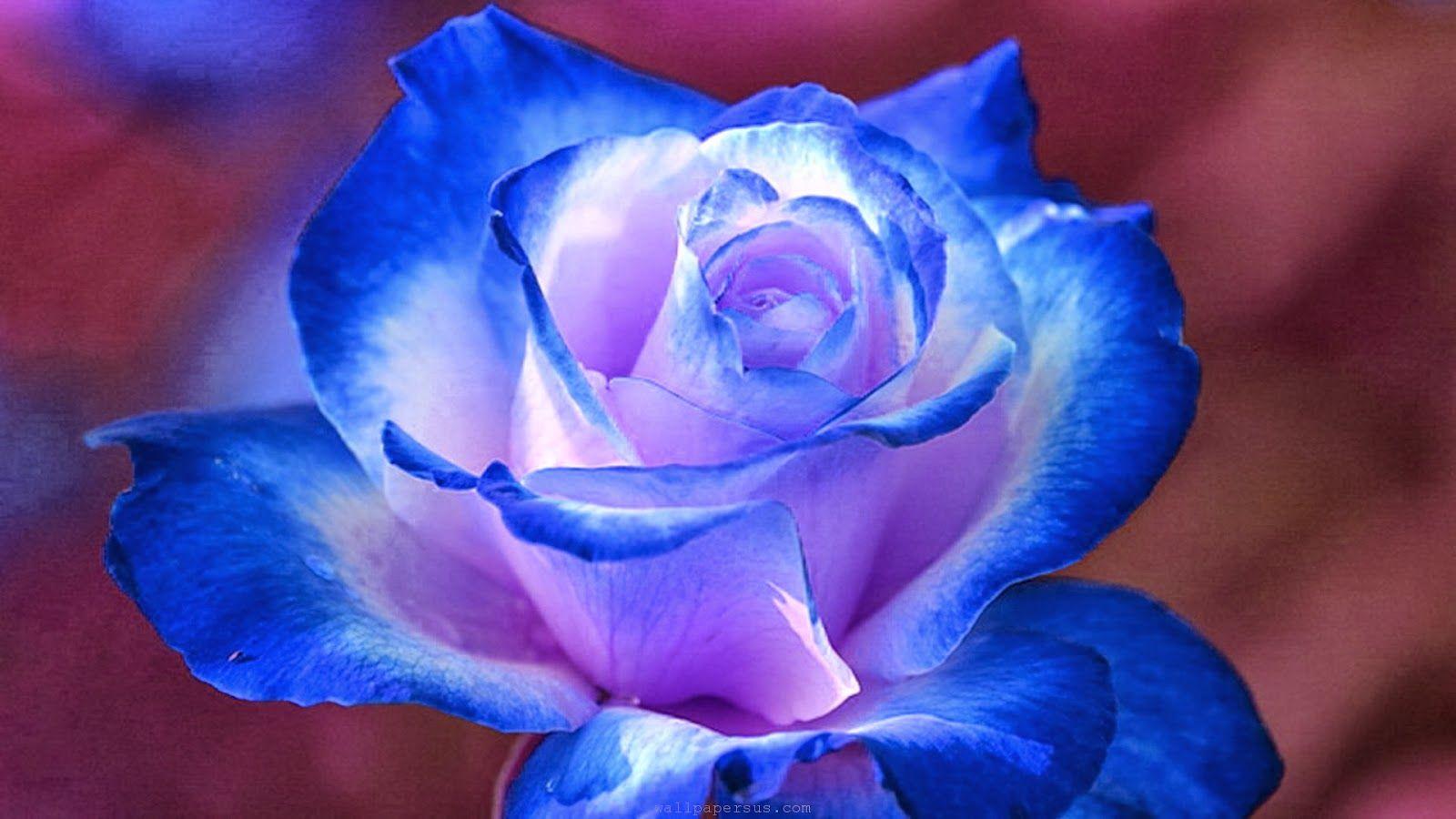 1600x900 Free download HD Wallpaper Desktop Blue Flower HD Wallpaper