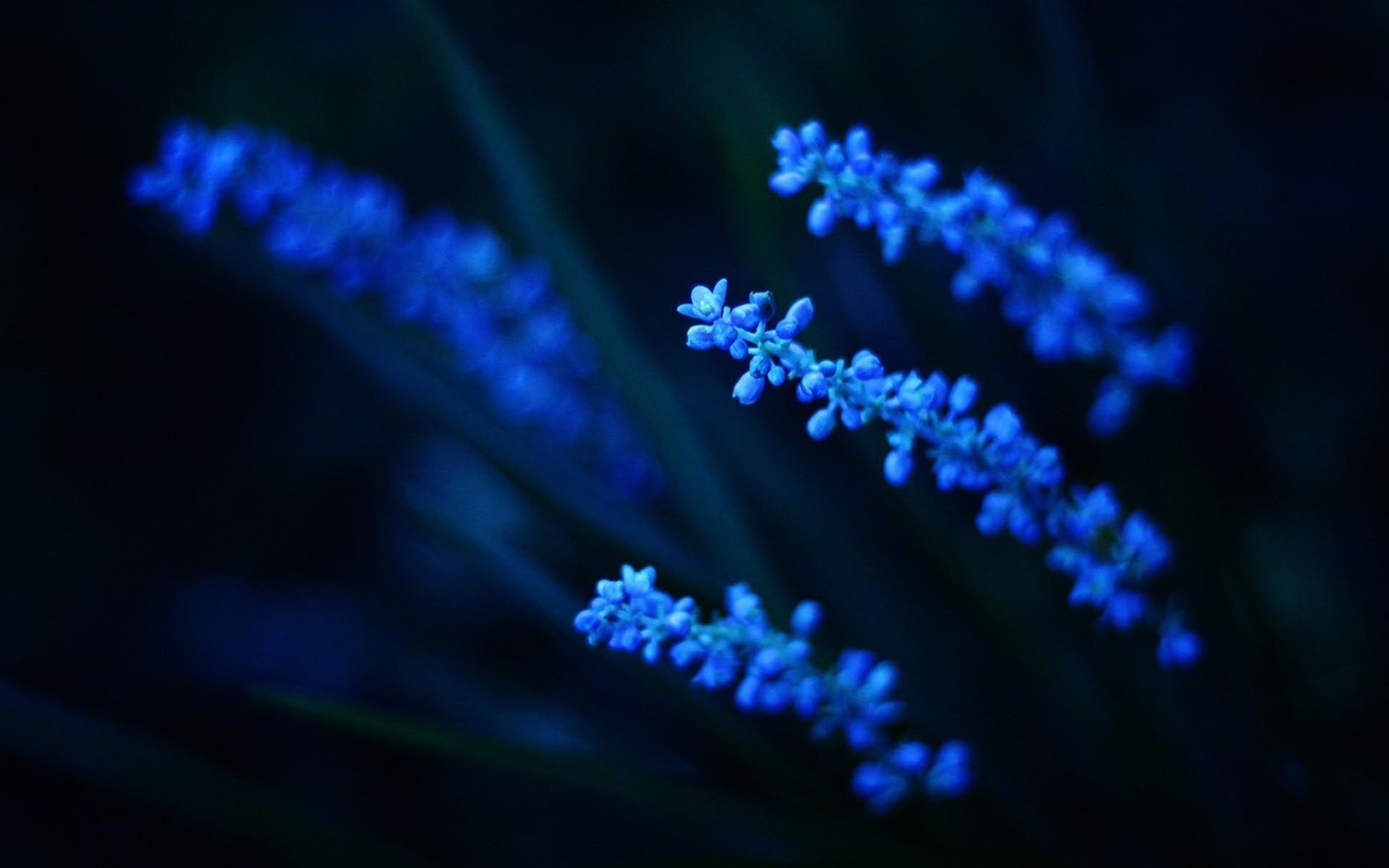 1920x1200 Blue Flowers Wallpaper
