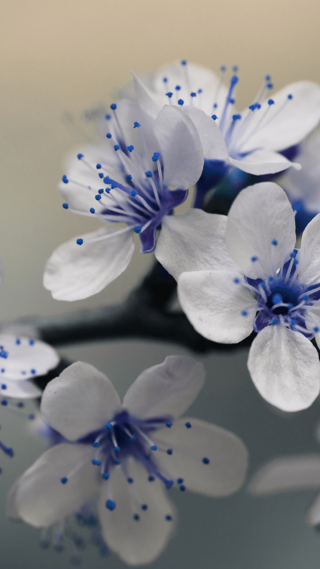 1080x1920 Beautiful Flower Wallpaper For iPhone. Flower iphone wallpaper