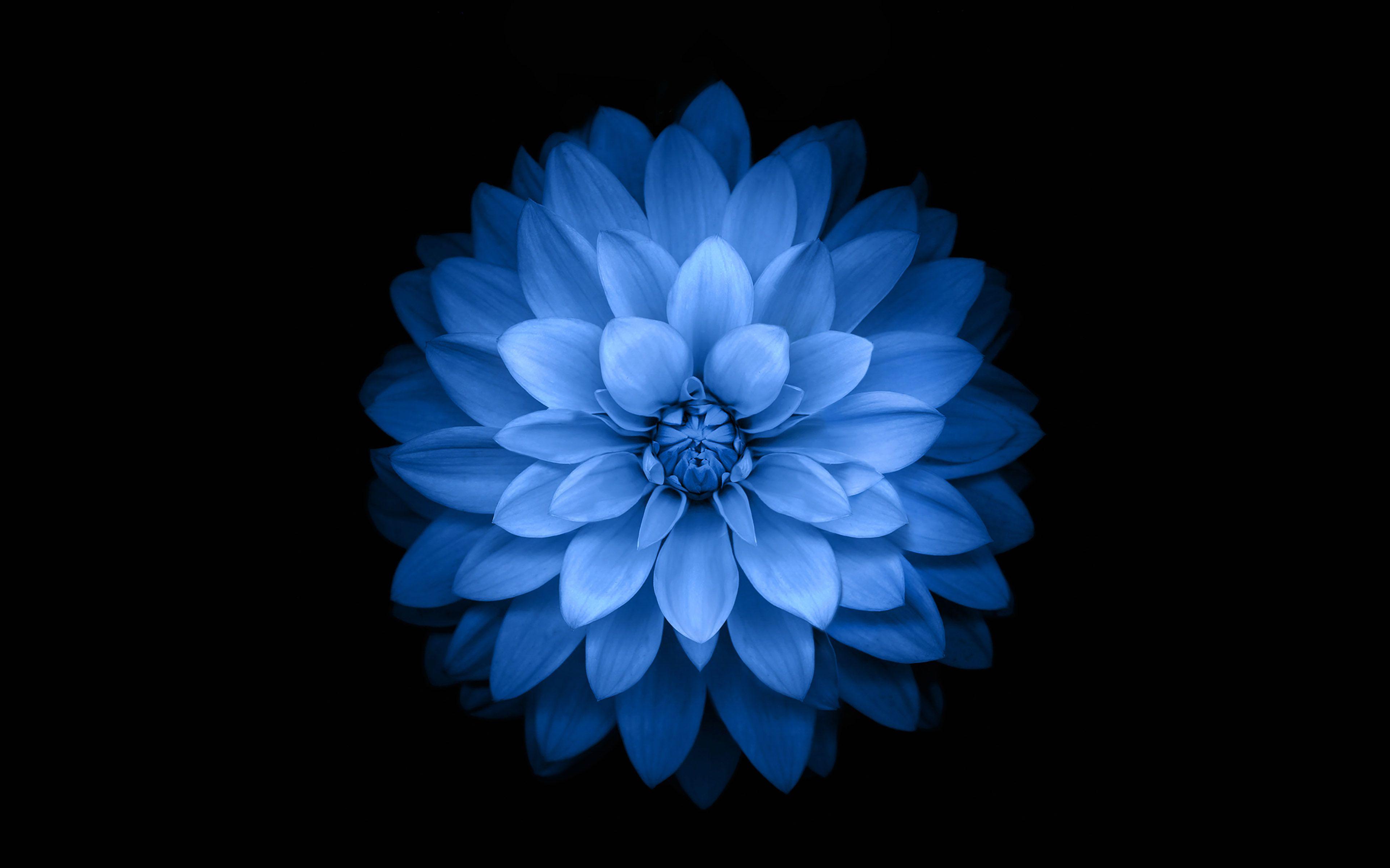 Blue And White Flower Wallpapers Top Free Blue And White Flower Backgrounds Wallpaperaccess 4288