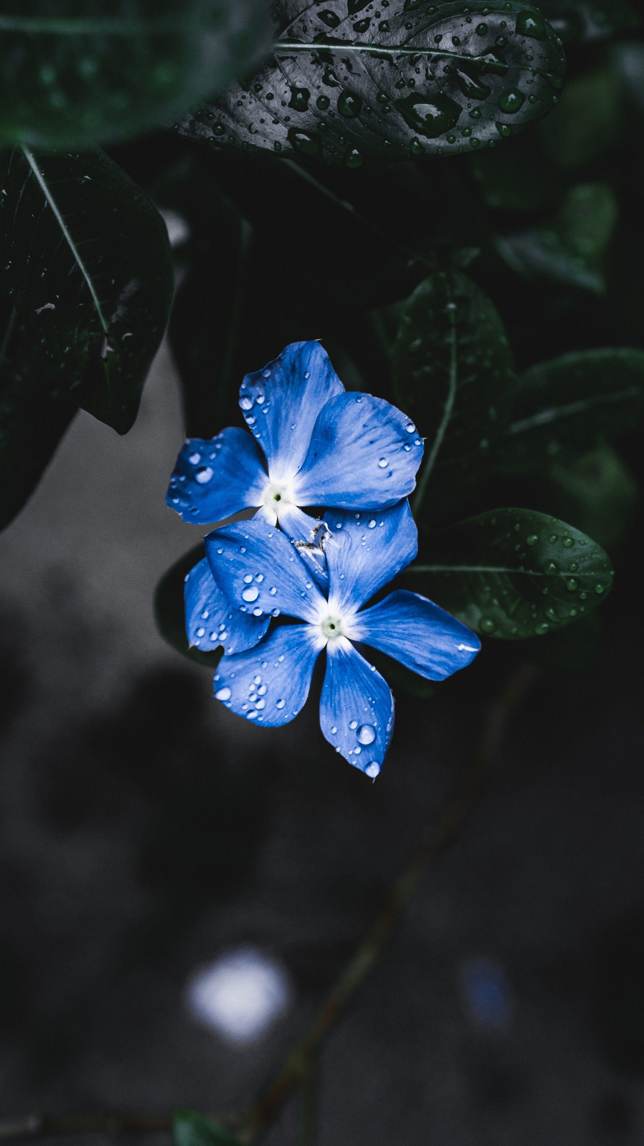 2160x3840 Wallpaper Blue Flower, Forget Me Not, 4K, 5K, Nature