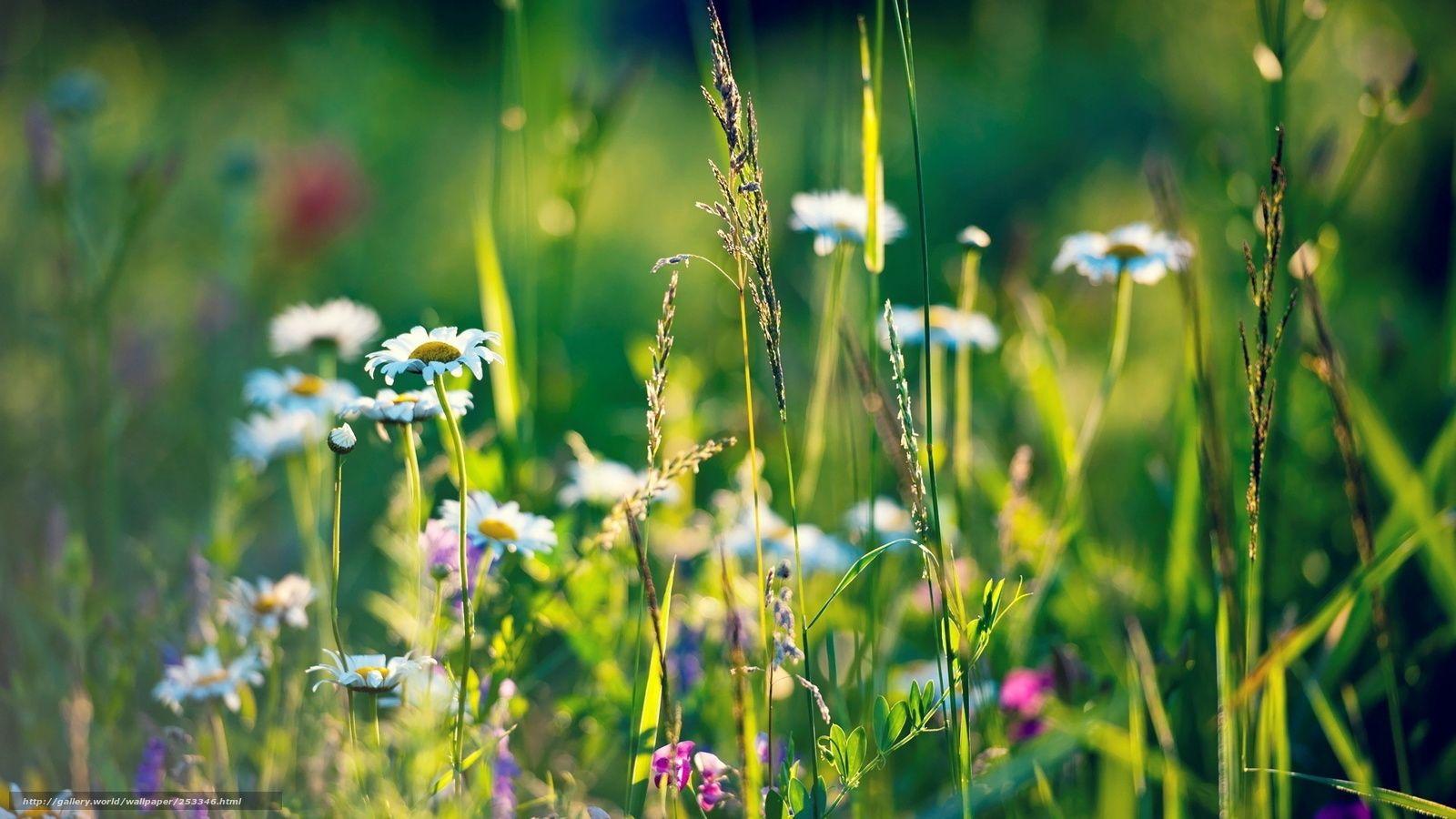 1600x900 Download wallpaper Flowers, nature, field, Herbs free desktop