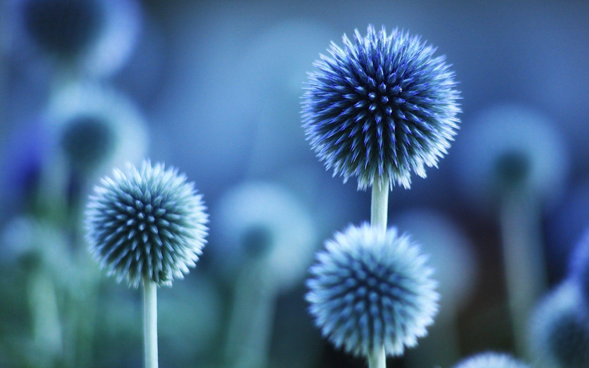 1920x1200 Oval Blue Color Flowers Wallpaper