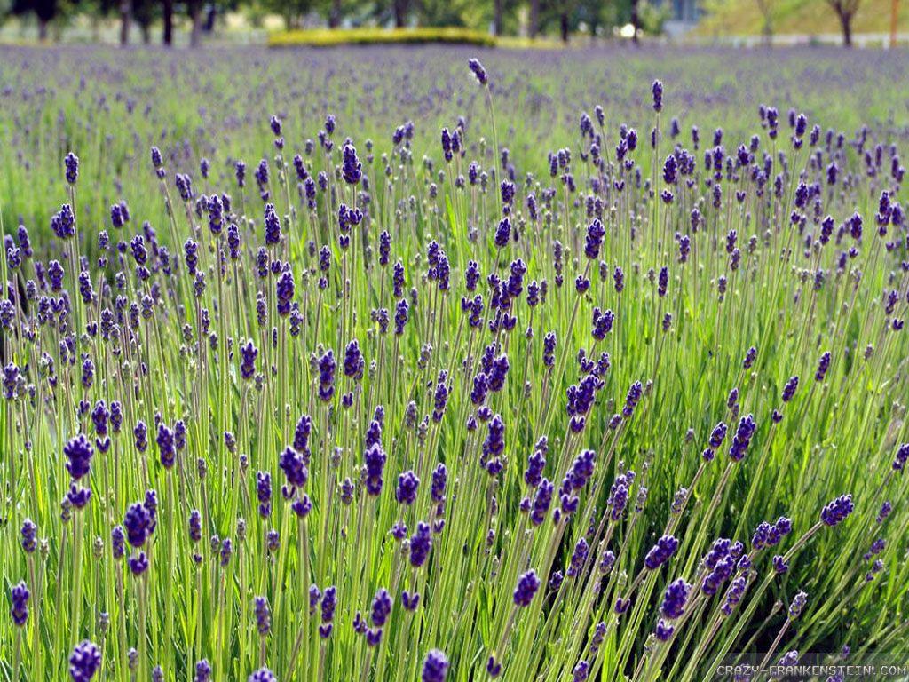 1024x768 Herbs wallpaper