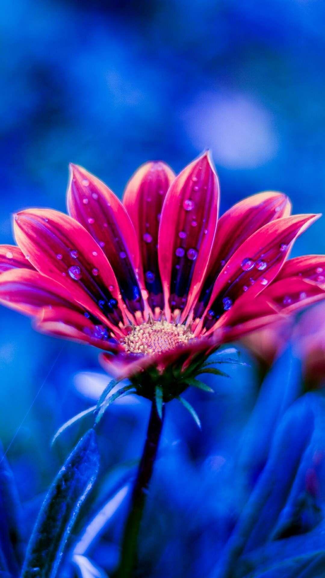 Blue HD Flower Wallpapers - Top Free Blue HD Flower Backgrounds ...