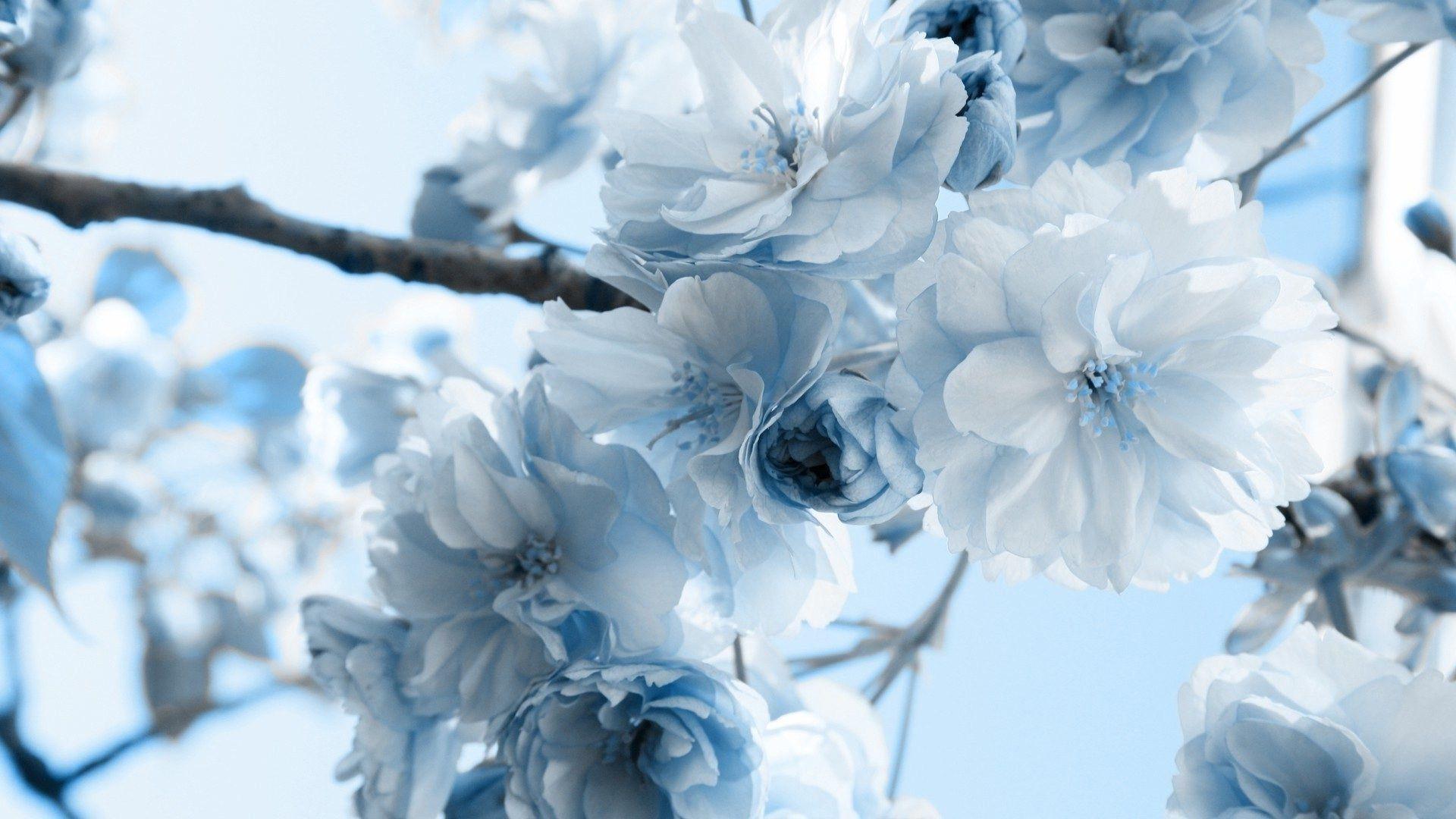 1920x1080 Free download Blue Flowers HD Wallpaper Background 1920x1080