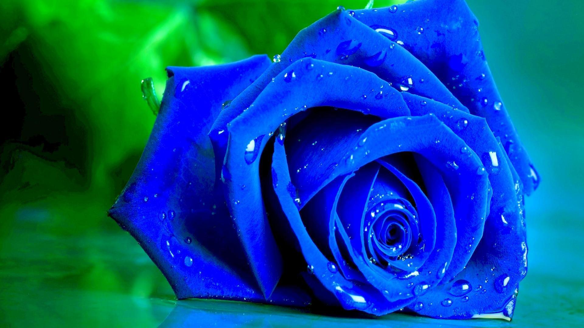 1920x1080 Wallpaper HD Nature Flower Rose
