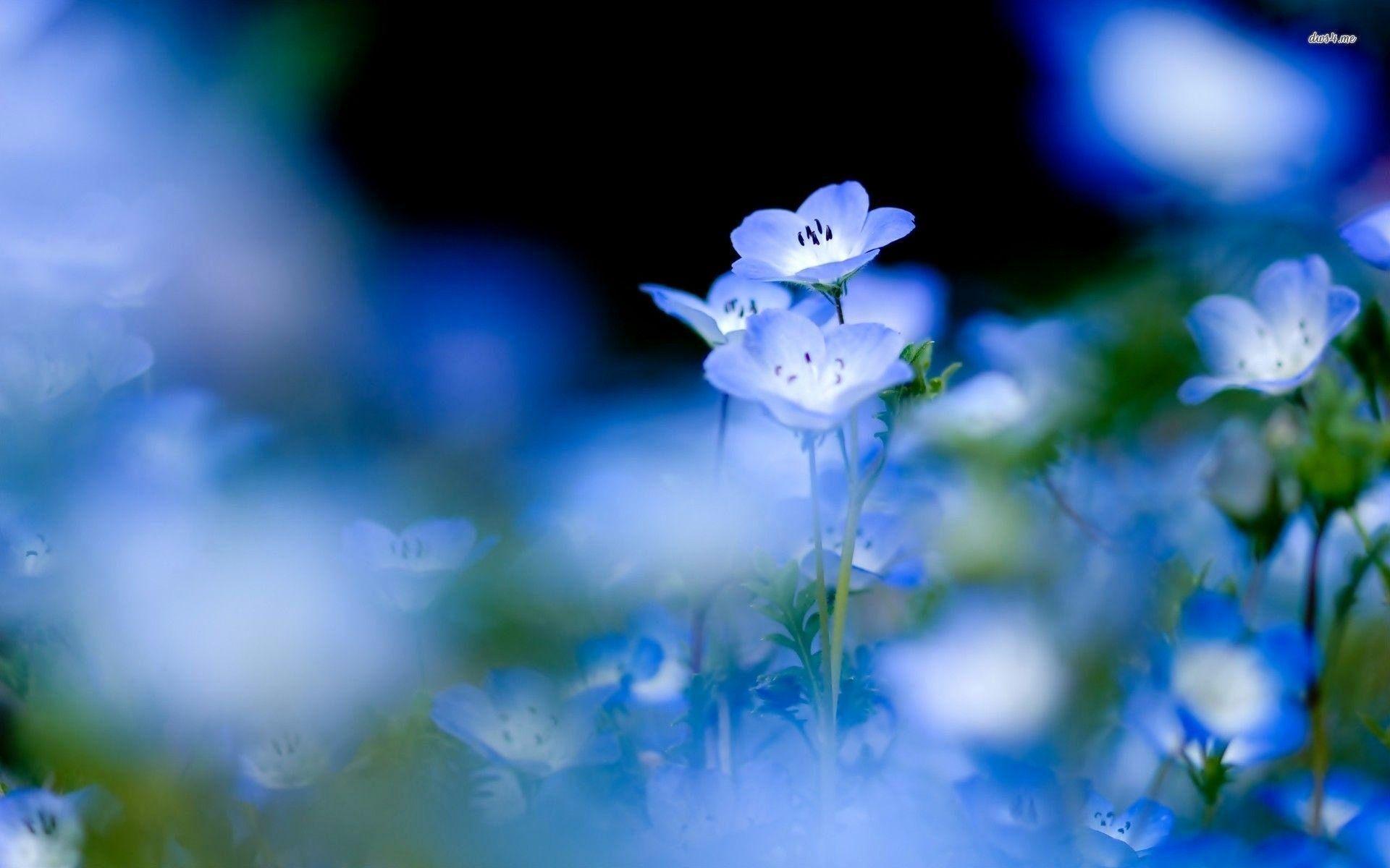 1920x1200 Blue Flower Background Inspirational Blue Flower HD Wallpaper