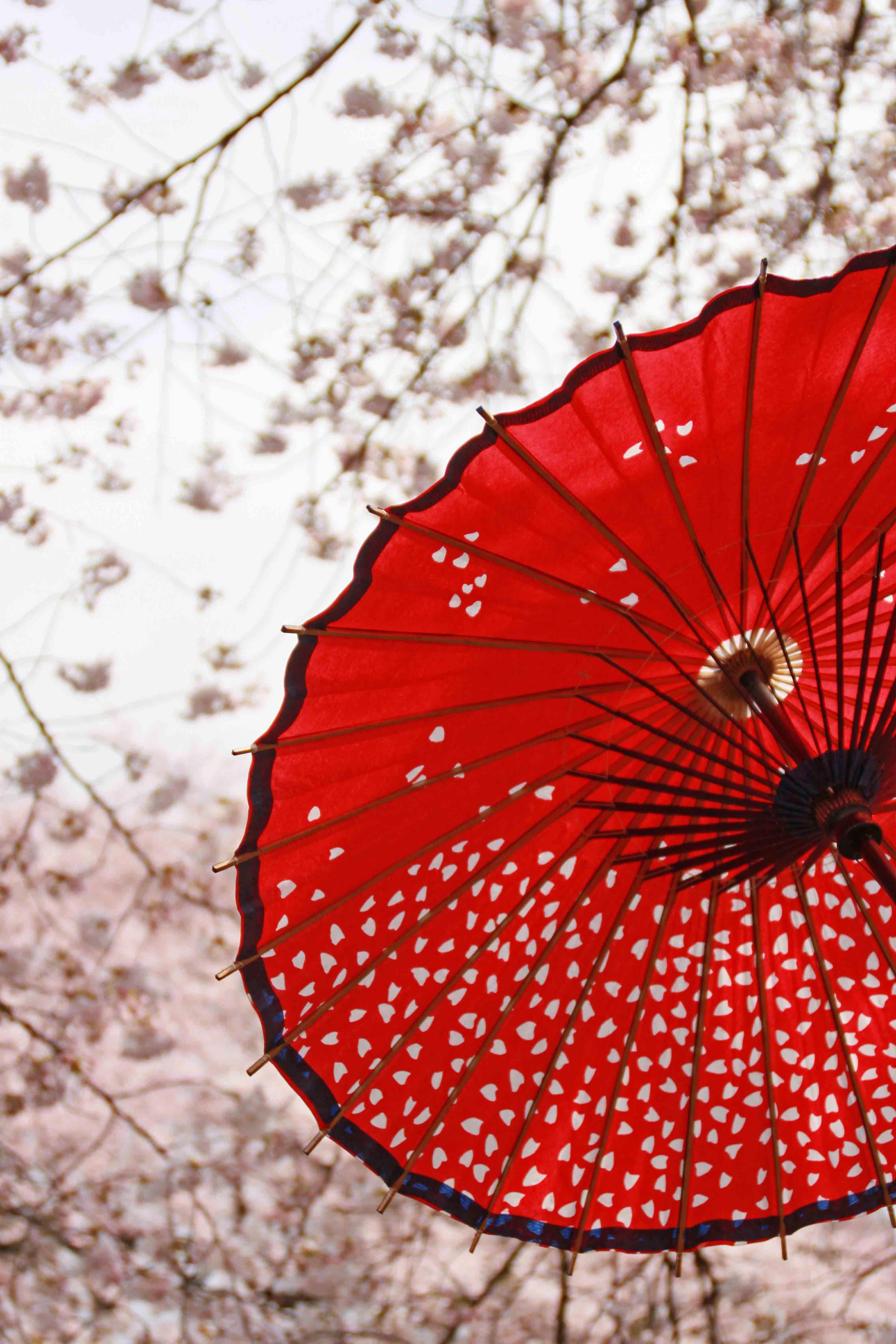 Japanese Umbrellas Wallpapers - Top Free Japanese Umbrellas Backgrounds