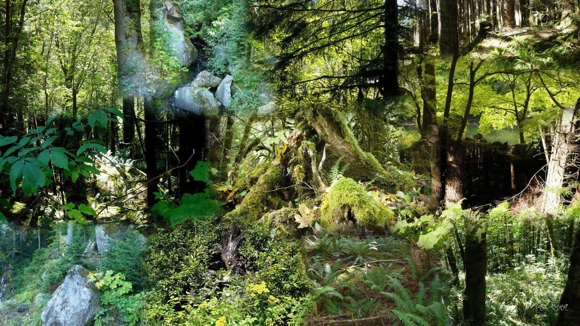 1920x1080 Pacific Northwest Forests