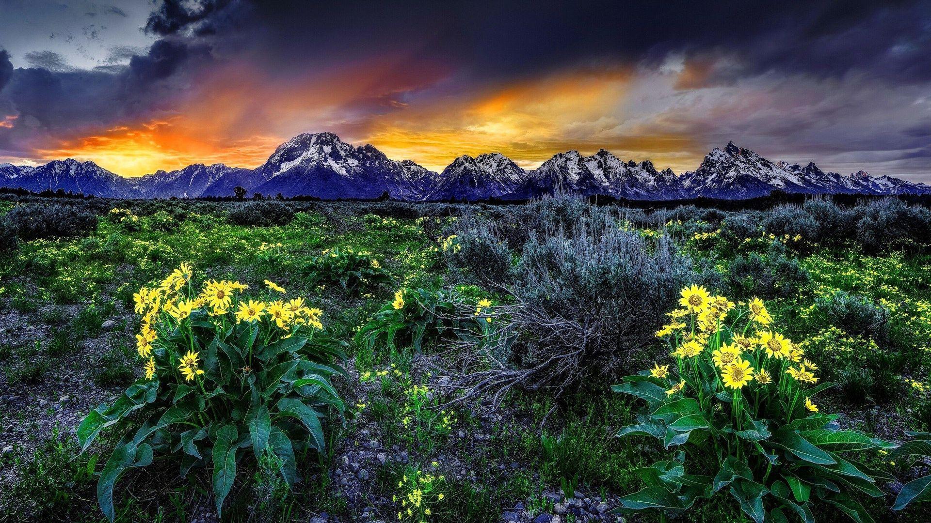 1920x1080 Free download Mountain Yellow Flowers Sunset wallpaper Mountain
