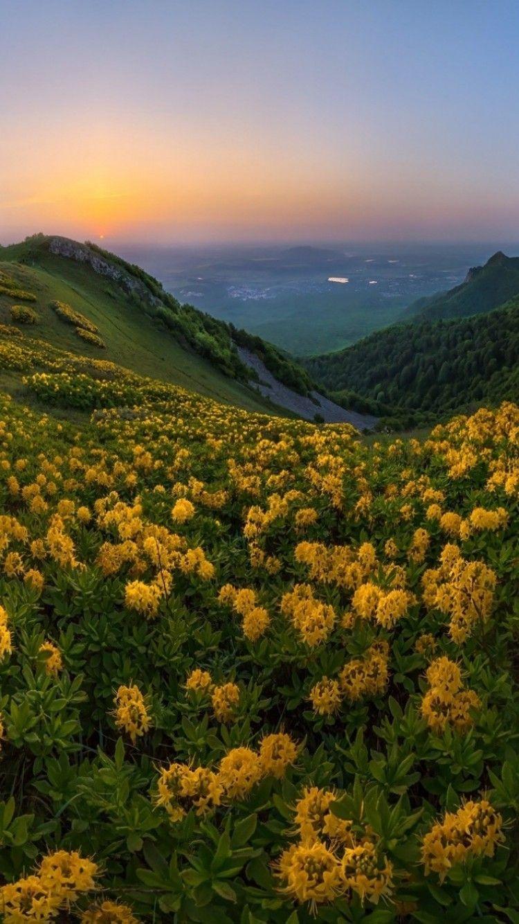 750x1334 Download 750x1334 Yellow Flowers, Field, Sunset, Hill, Mountain