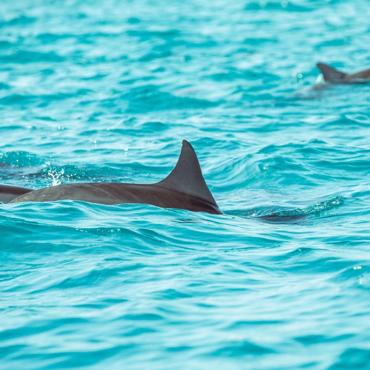 1280x1280 Download wallpaper 1280x1280 dolphin, fin, water ipad, ipad 2
