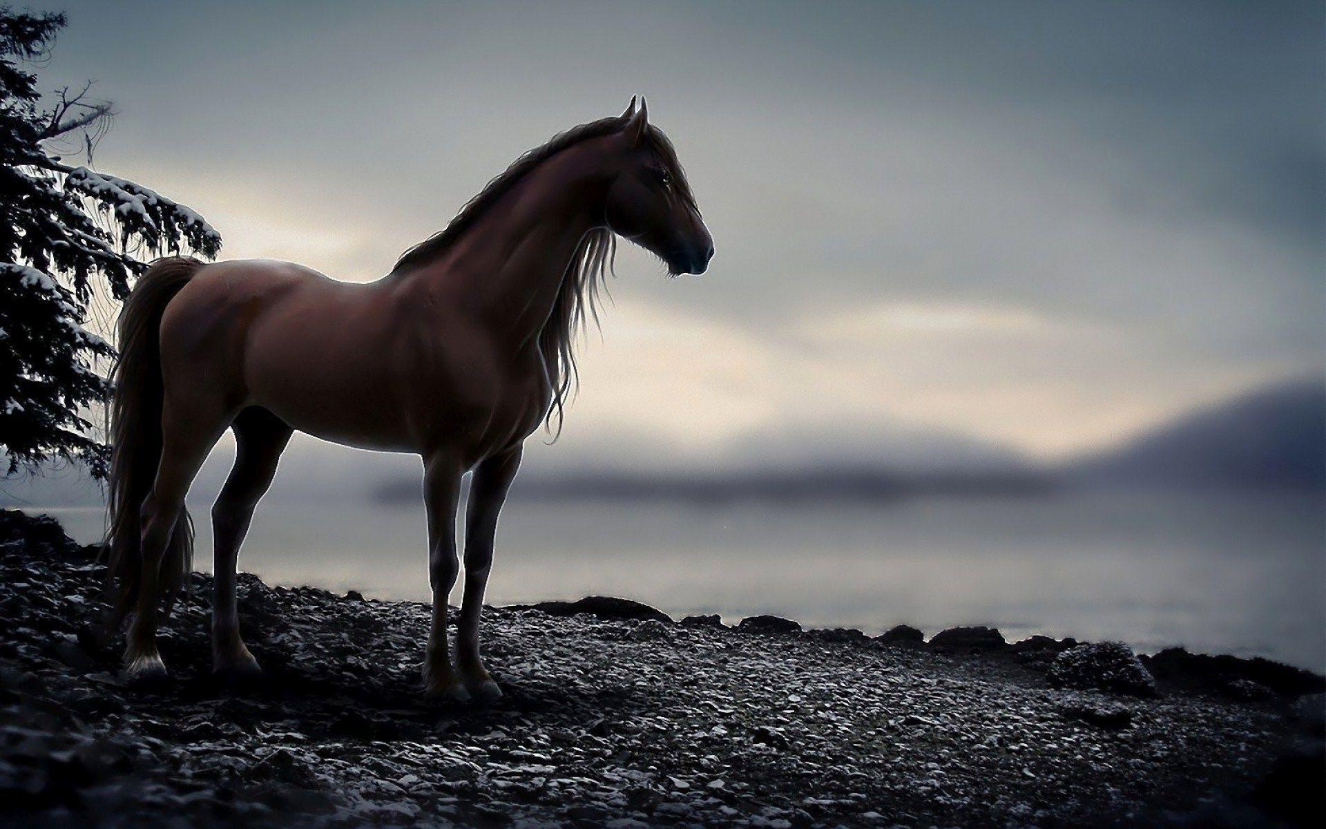 1920x1200 Horse Pics for Background