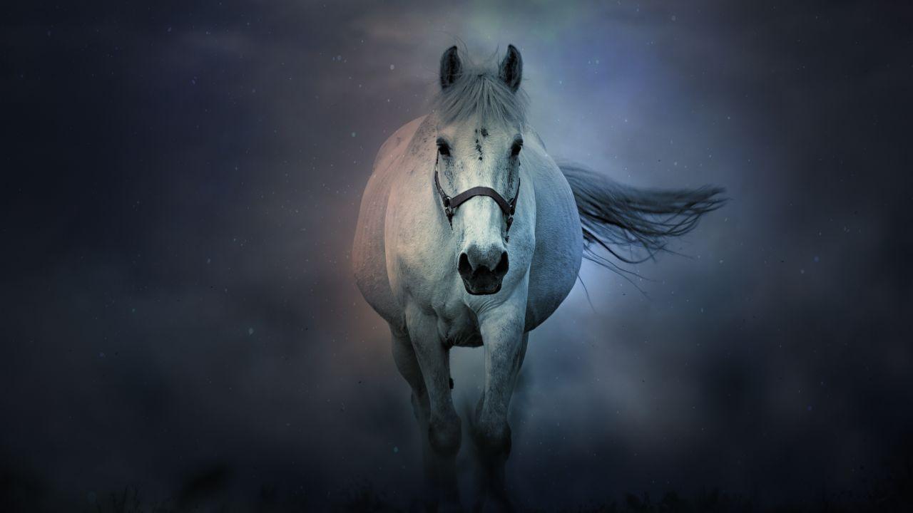 1280x720 Wallpaper White horse, Dark, 4K, 8K, Animals / Editor's Picks