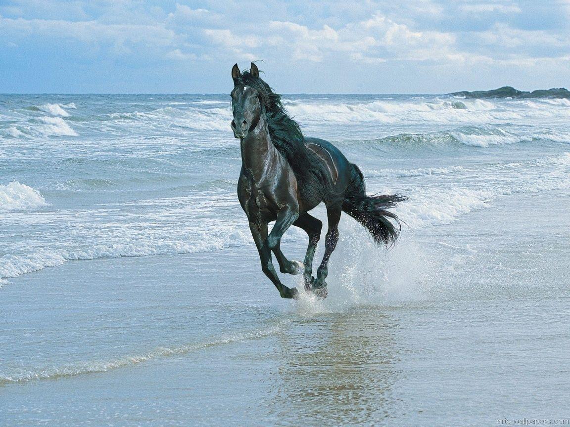 1152x864 Free download Black Horse Wallpaper Art Print Desktop Wallpaper