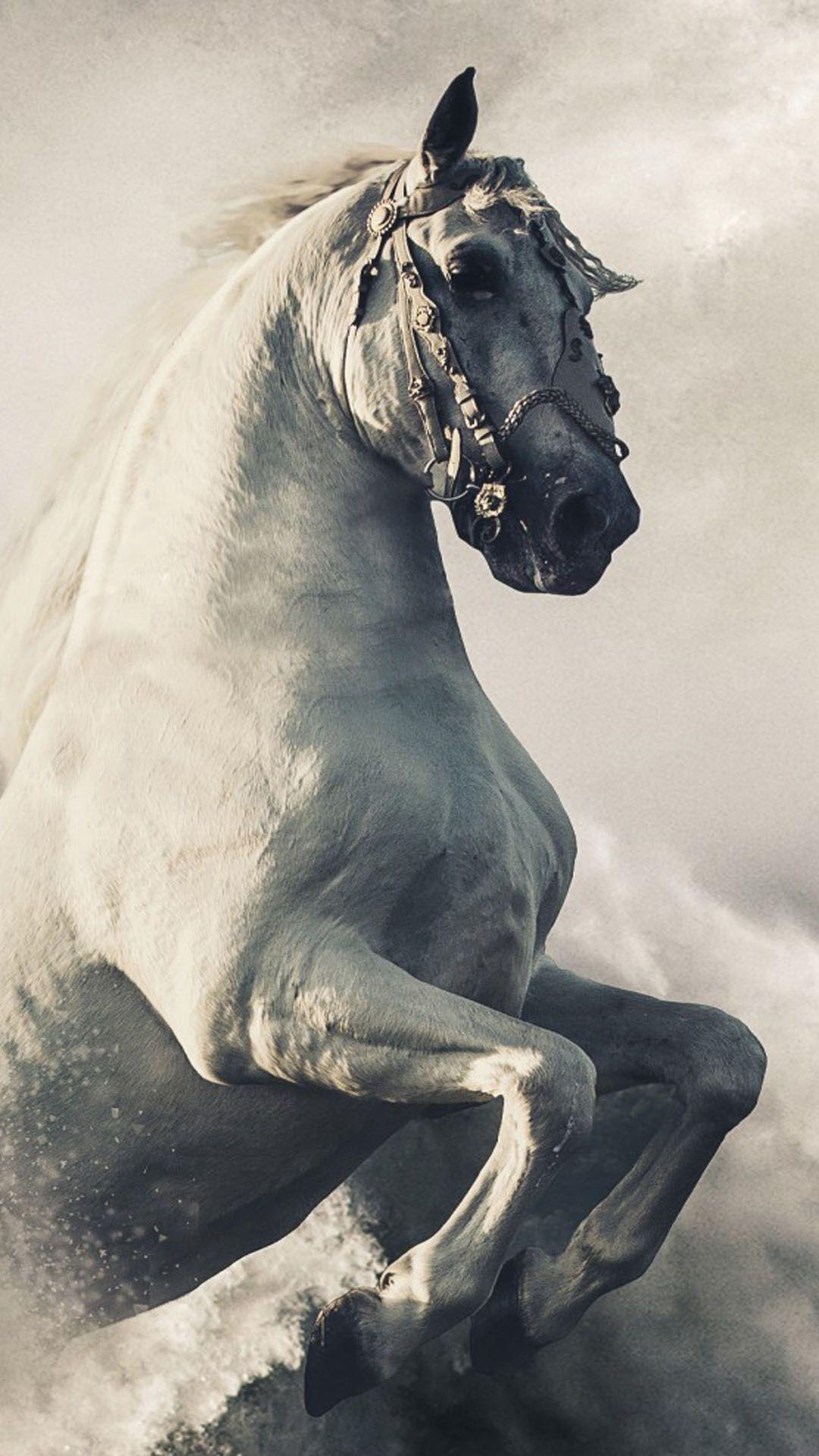 1080x1920 Horse Wallpaper