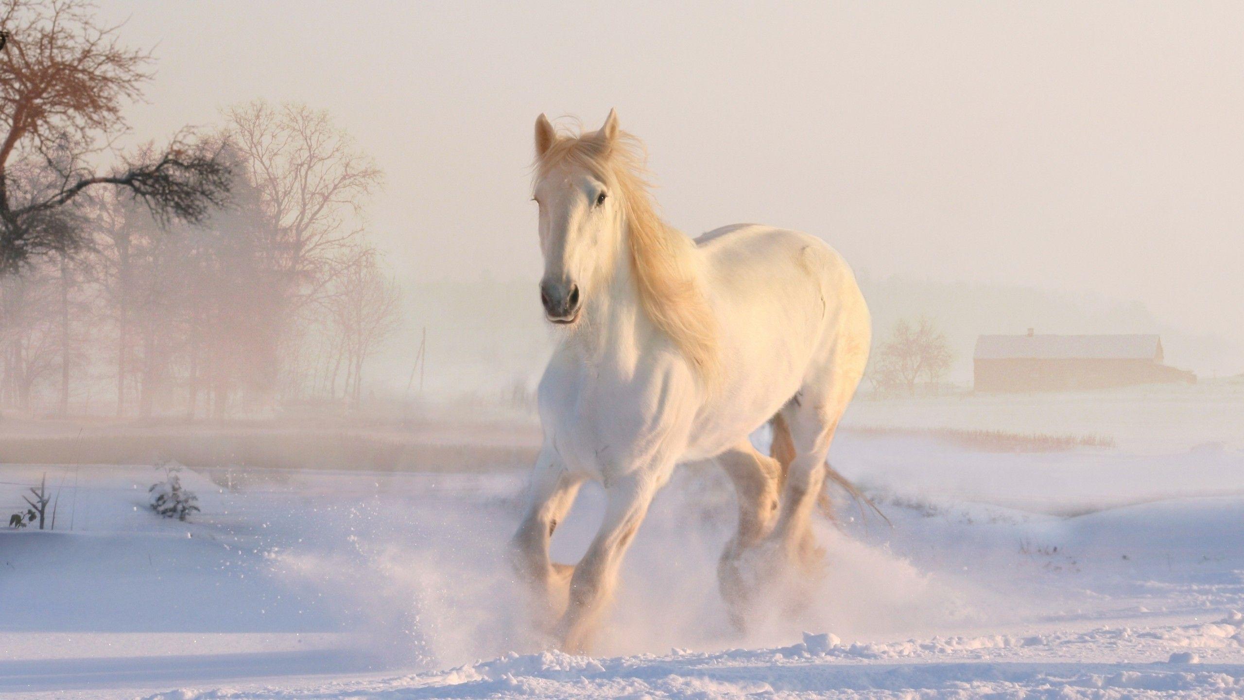 2560x1440 Wallpaper White horse, Running Horse, Winter, Snow, 4K, Animals