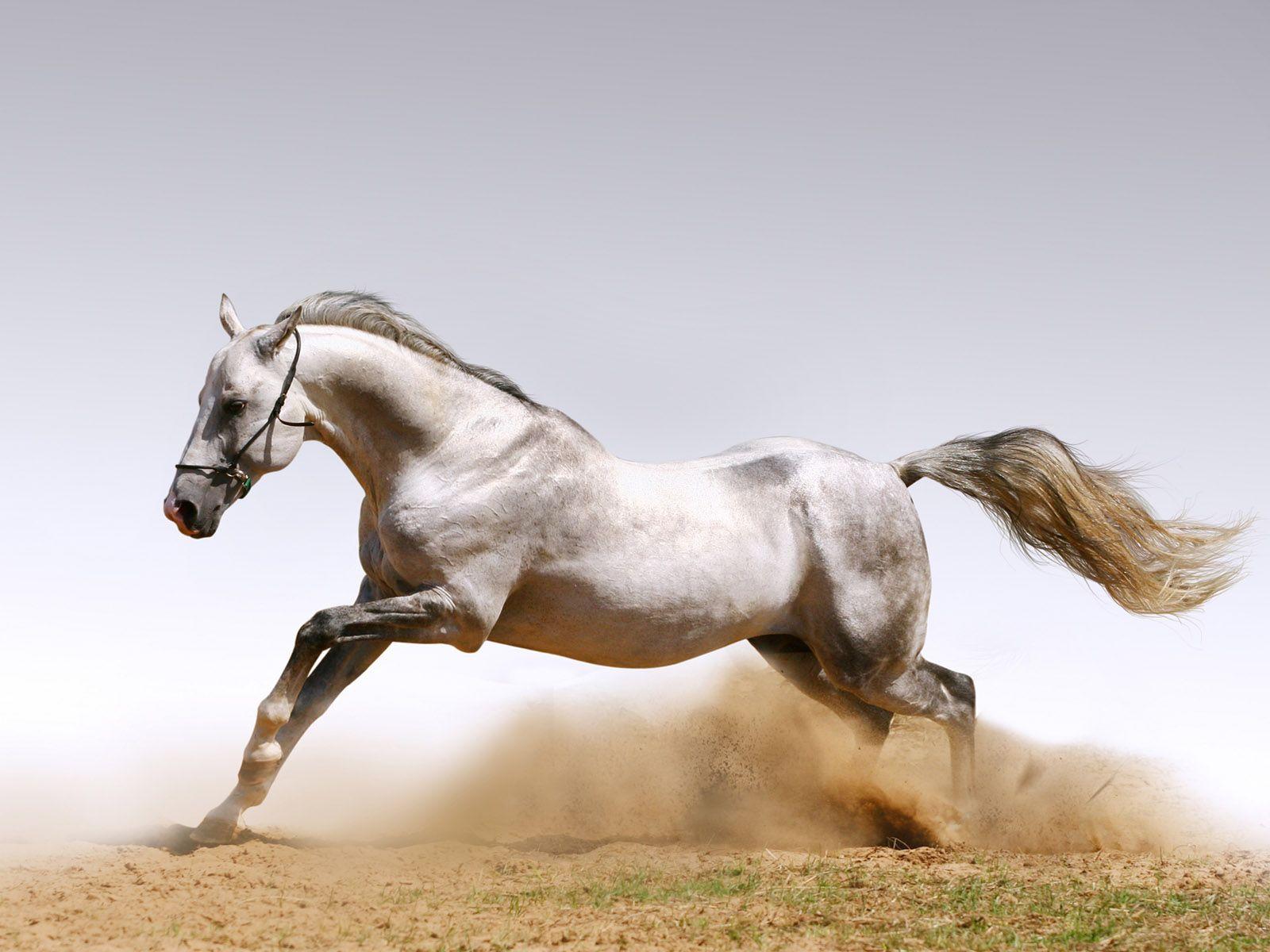 1600x1200 Index Of Fordkuga Vinyl Horses