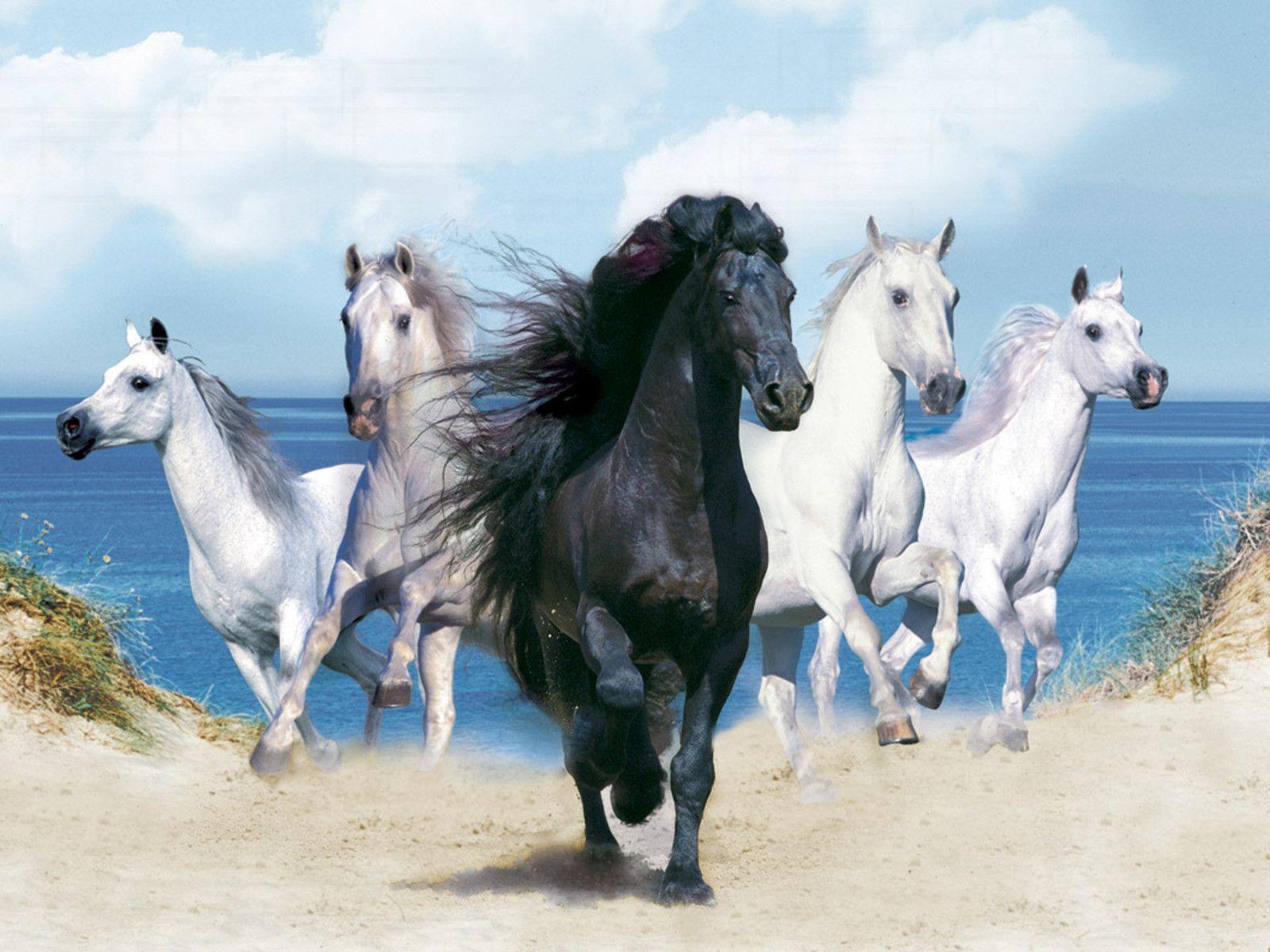 1600x1200 Horse Wallpaper