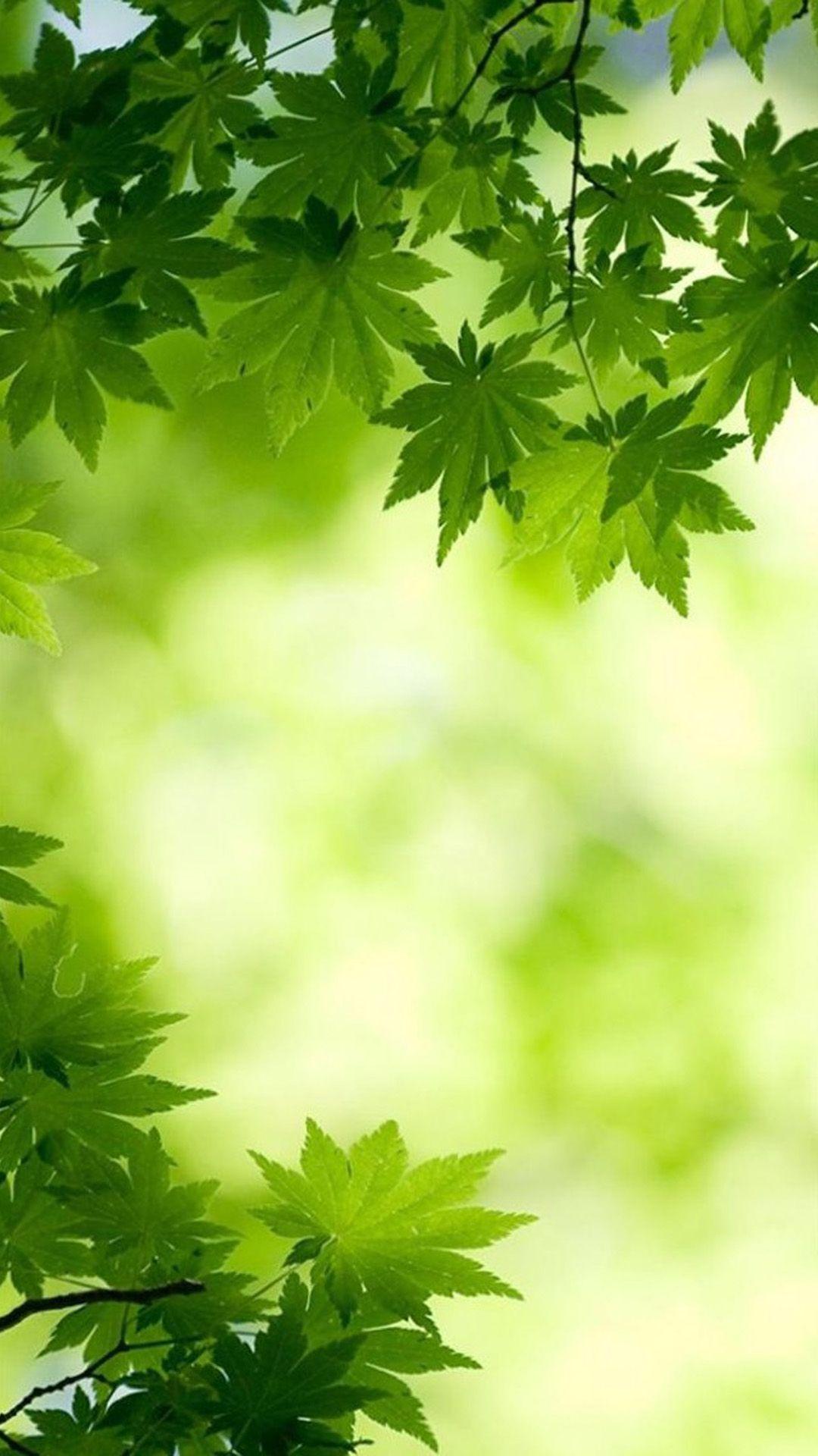 1080x1920 Nature Bright Green Overlap Maple Leafy Branch Blur iPhone 8 Wallpaper Free Download