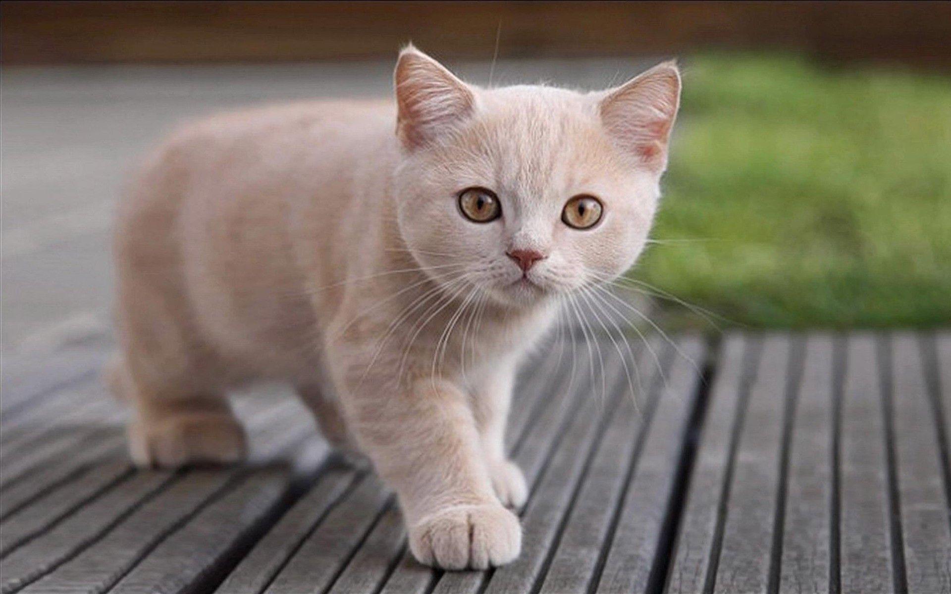 1920x1200 Cats animals macro low resolution pets wallpaperx1200