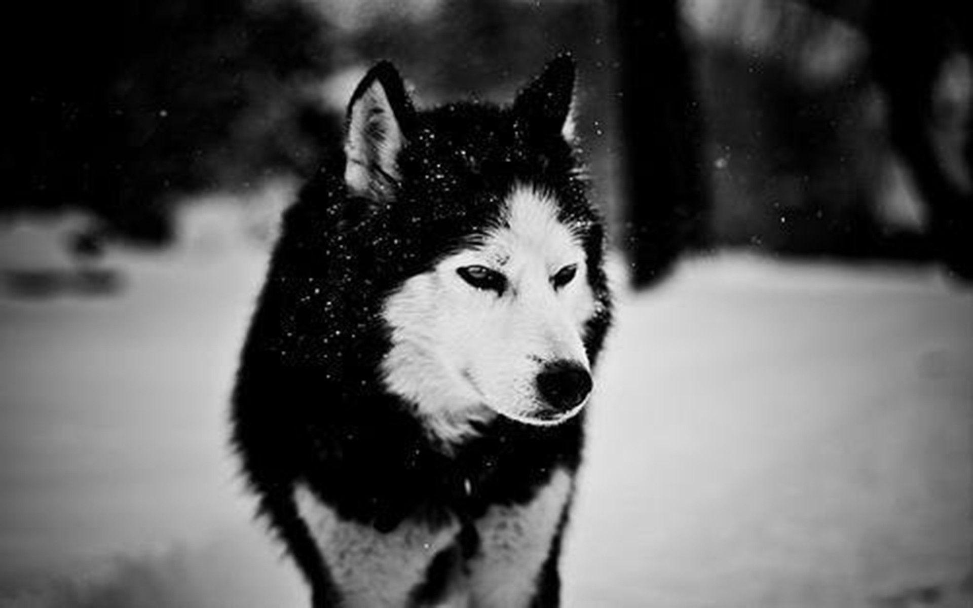 1920x1200 Download Wallpaper, Download black and white snow animals dogs