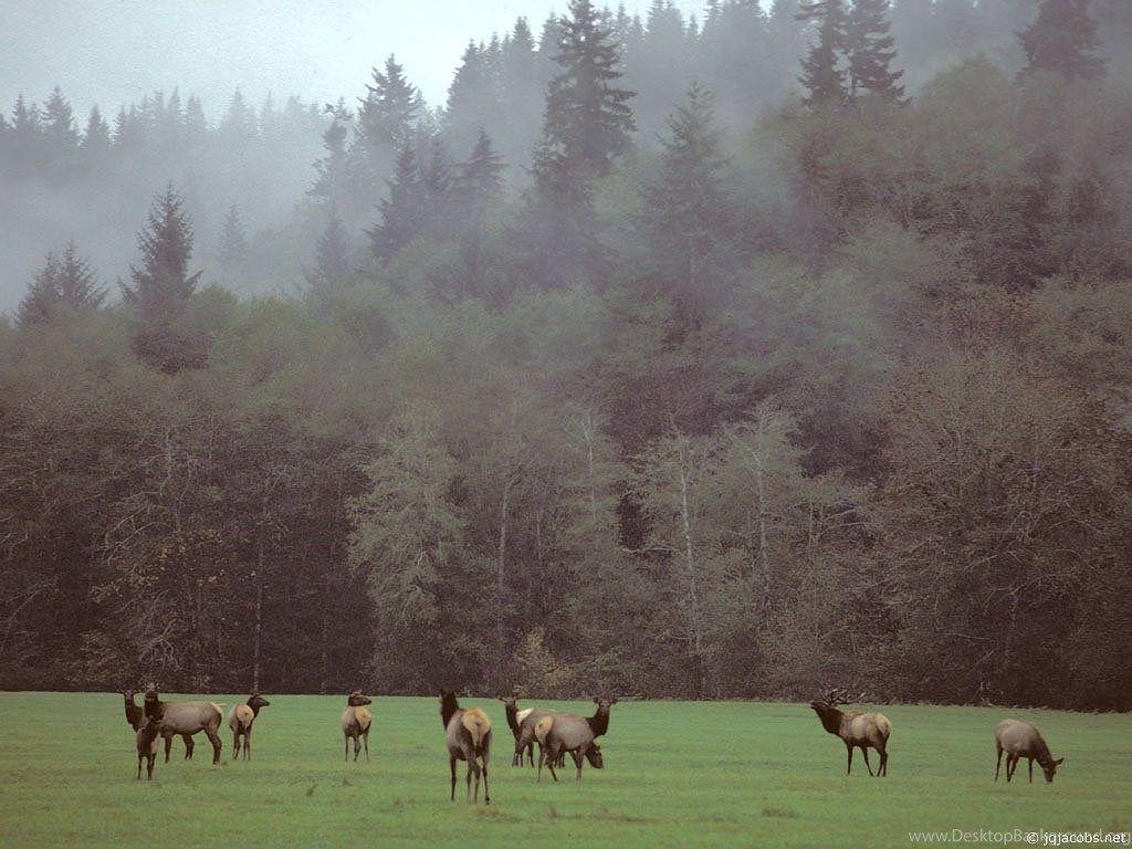 1024x768 The Pacific Northwest, A Photo Gallery Desktop Background