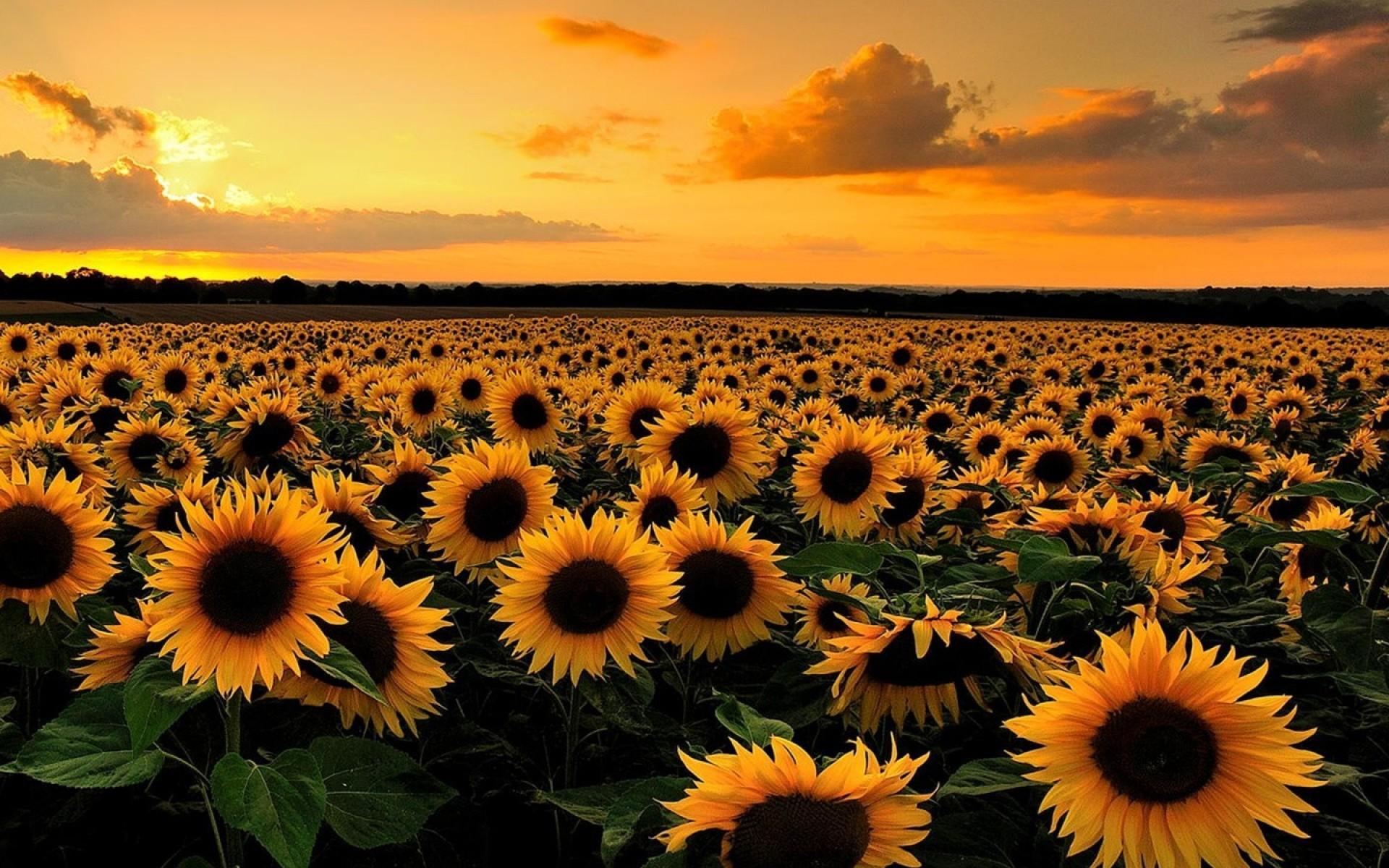 Sunflower Field Sunset Wallpapers Top Free Sunflower Field Sunset 