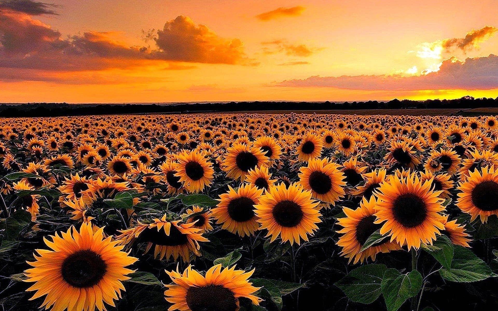 sunflower field sunset