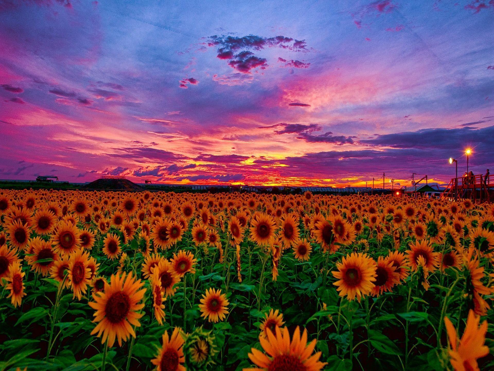1920x1440 Sunflower Aesthetic Sunset Wallpaper