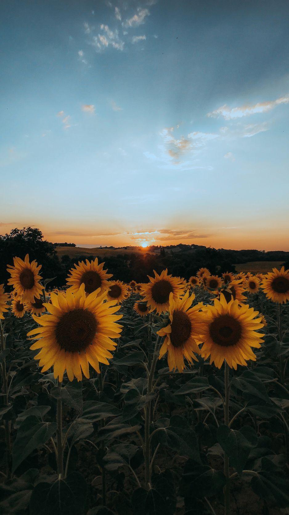938x1668 Download wallpaper 938x1668 sunflowers, flowers, yellow, field