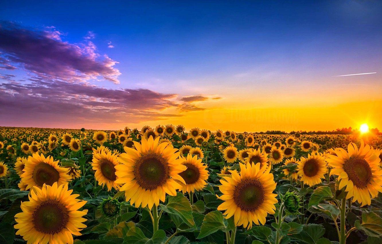Download wallpaper 1280x2120 sunflower farm sunset cloudy day iphone 6  plus 1280x2120 hd background 25401