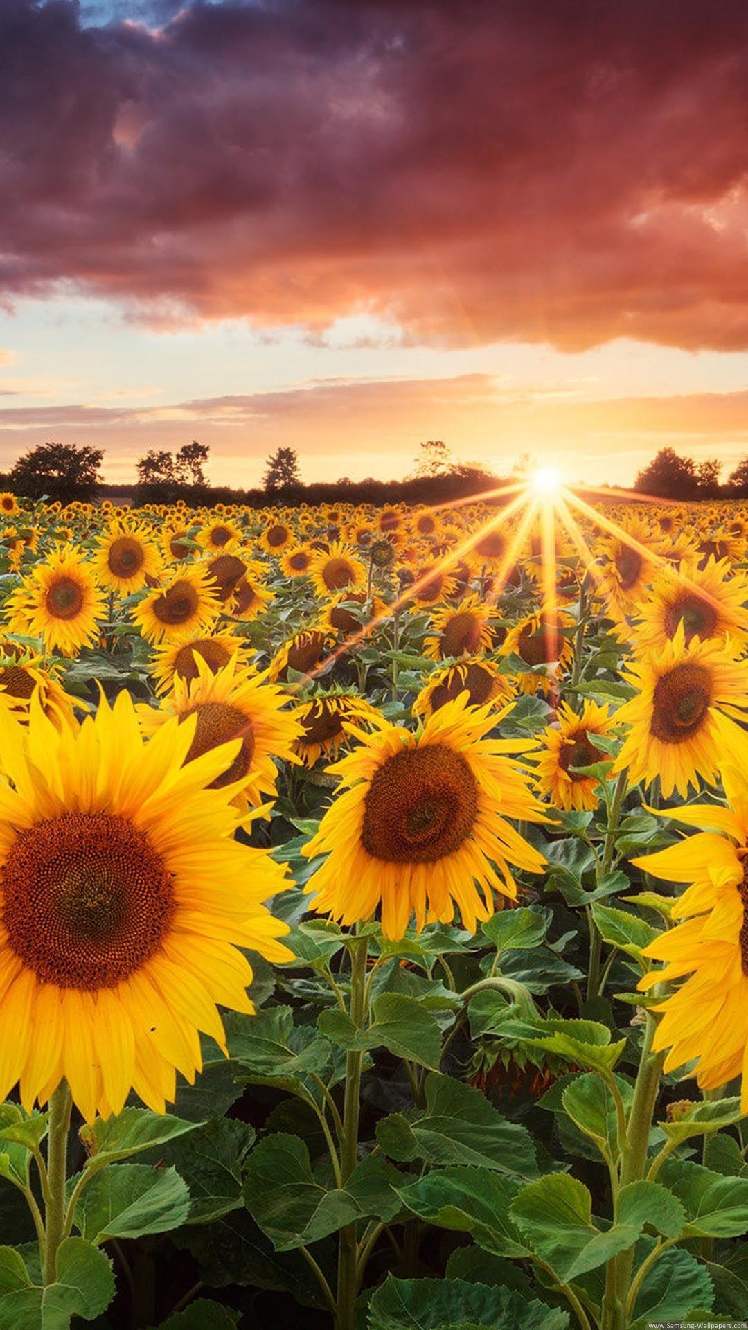 Sunflower Field Sunset Wallpapers - Top Free Sunflower Field Sunset ...