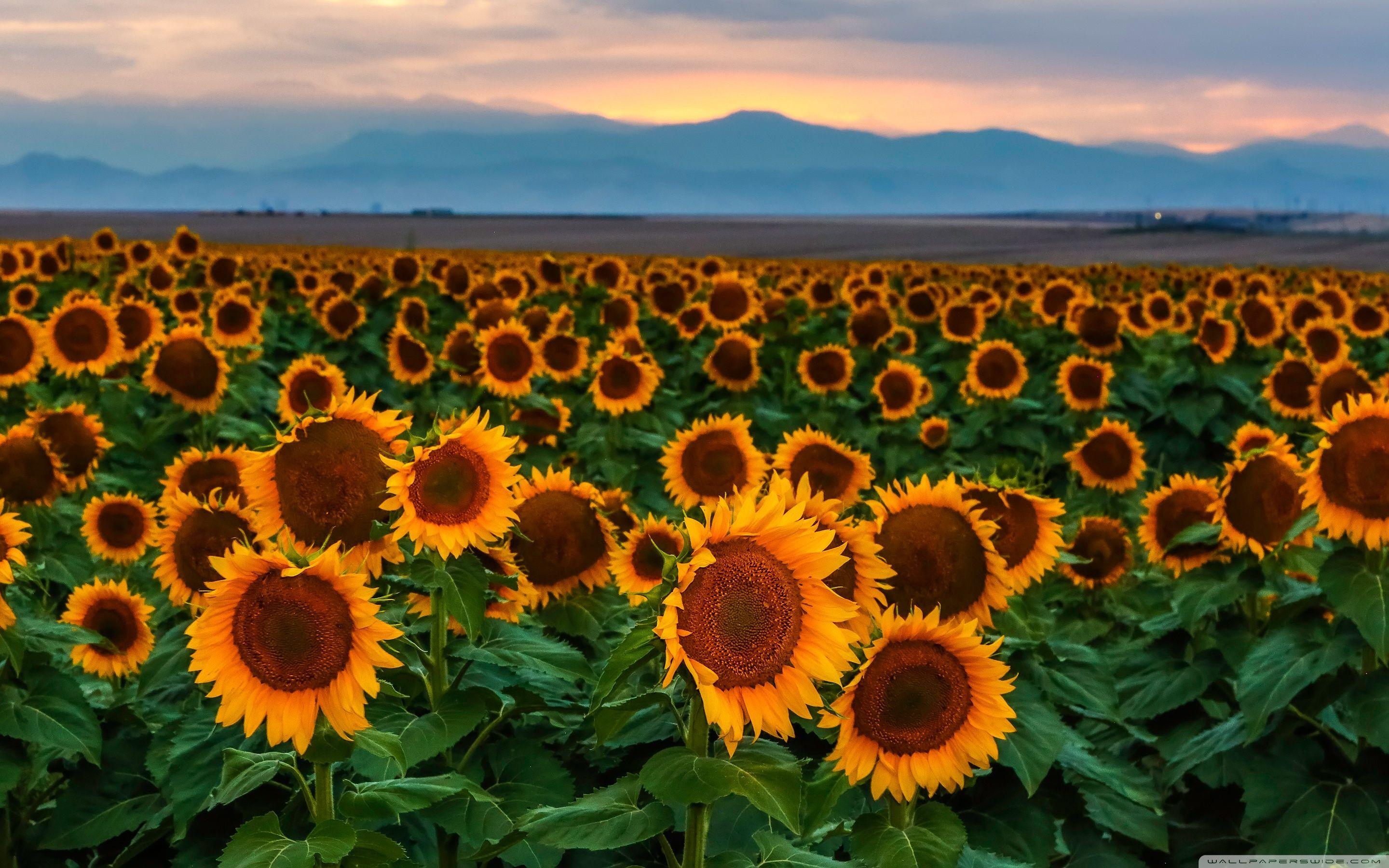 2880x1800 Sunflower Fields Wallpaper