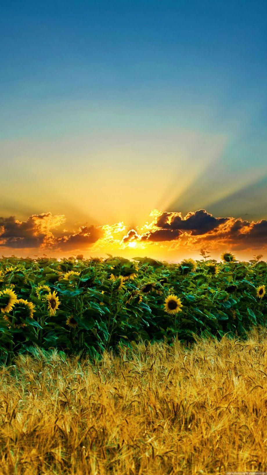 920x1636 Sunset Over Sunflower Field Free Download Peizaji Wallpaper for Phone