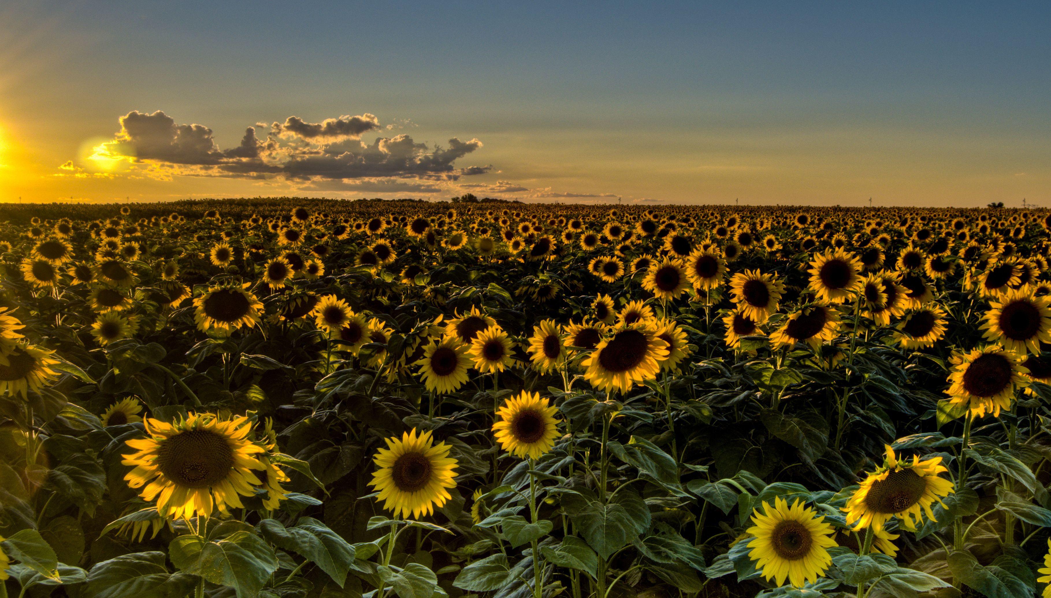 3638x2071 Sunset field sunflowers sunflower wallpaperx2071