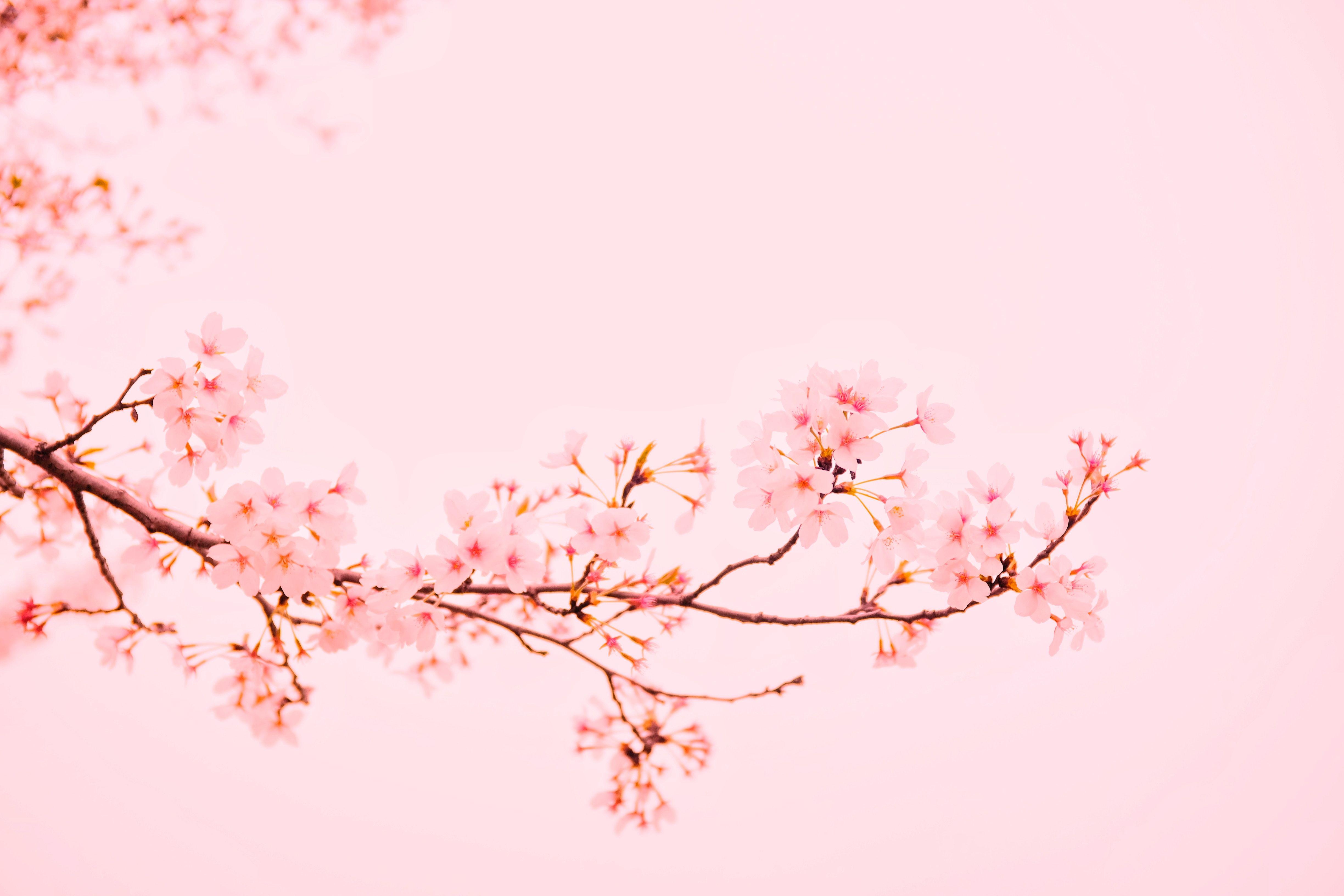 Floral MacBook Wallpapers Top Free Floral MacBook Backgrounds