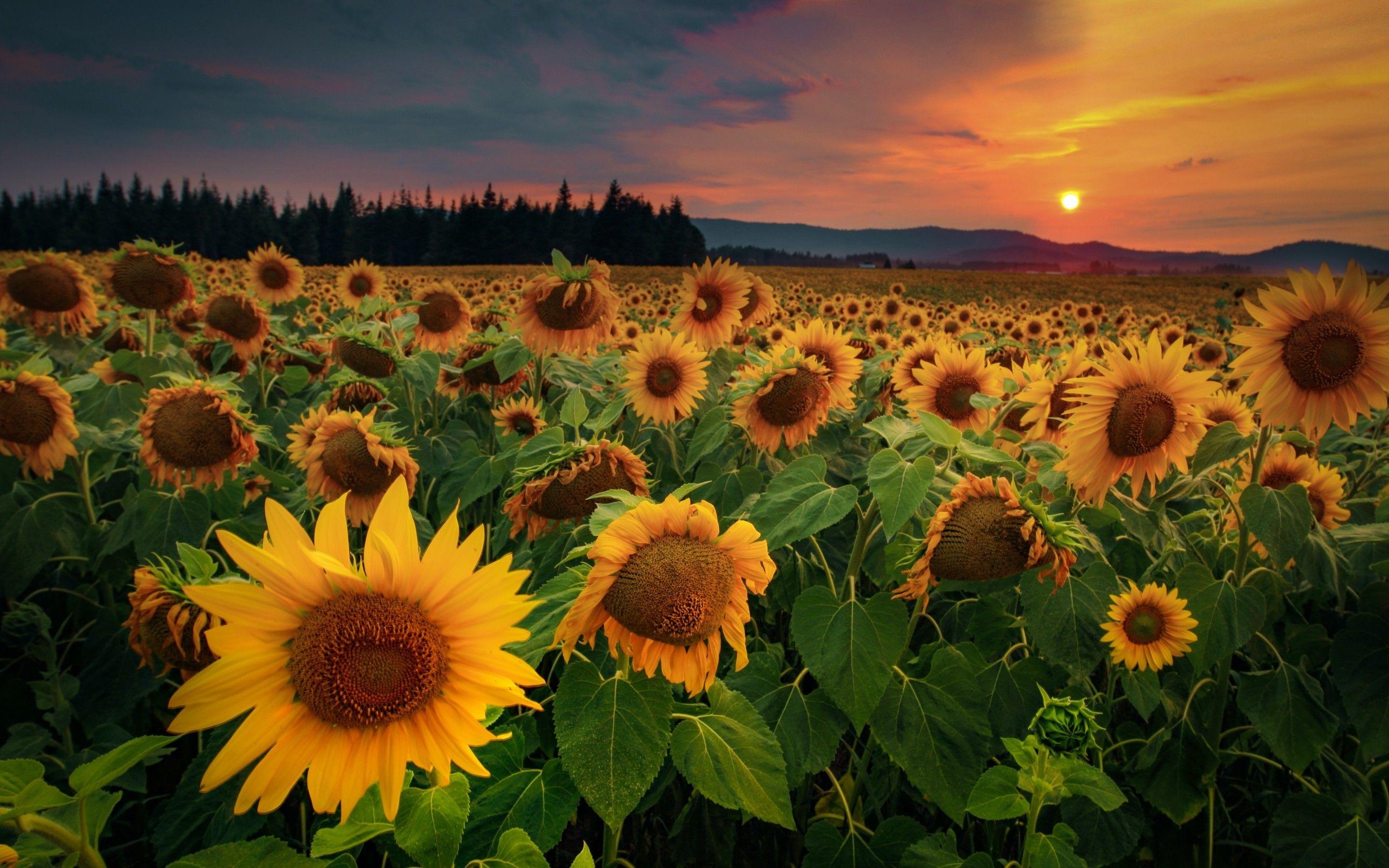 2880x1800 Download 2880x1800 Sunflower Field, Sunset, Clouds, Scenery, Sky