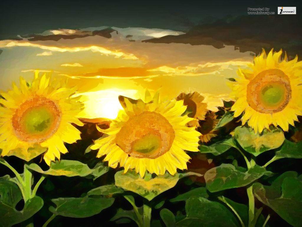 1024x768 Sunflowers Sunset Wallpaper. Sunflowers Sunset Wallpaper
