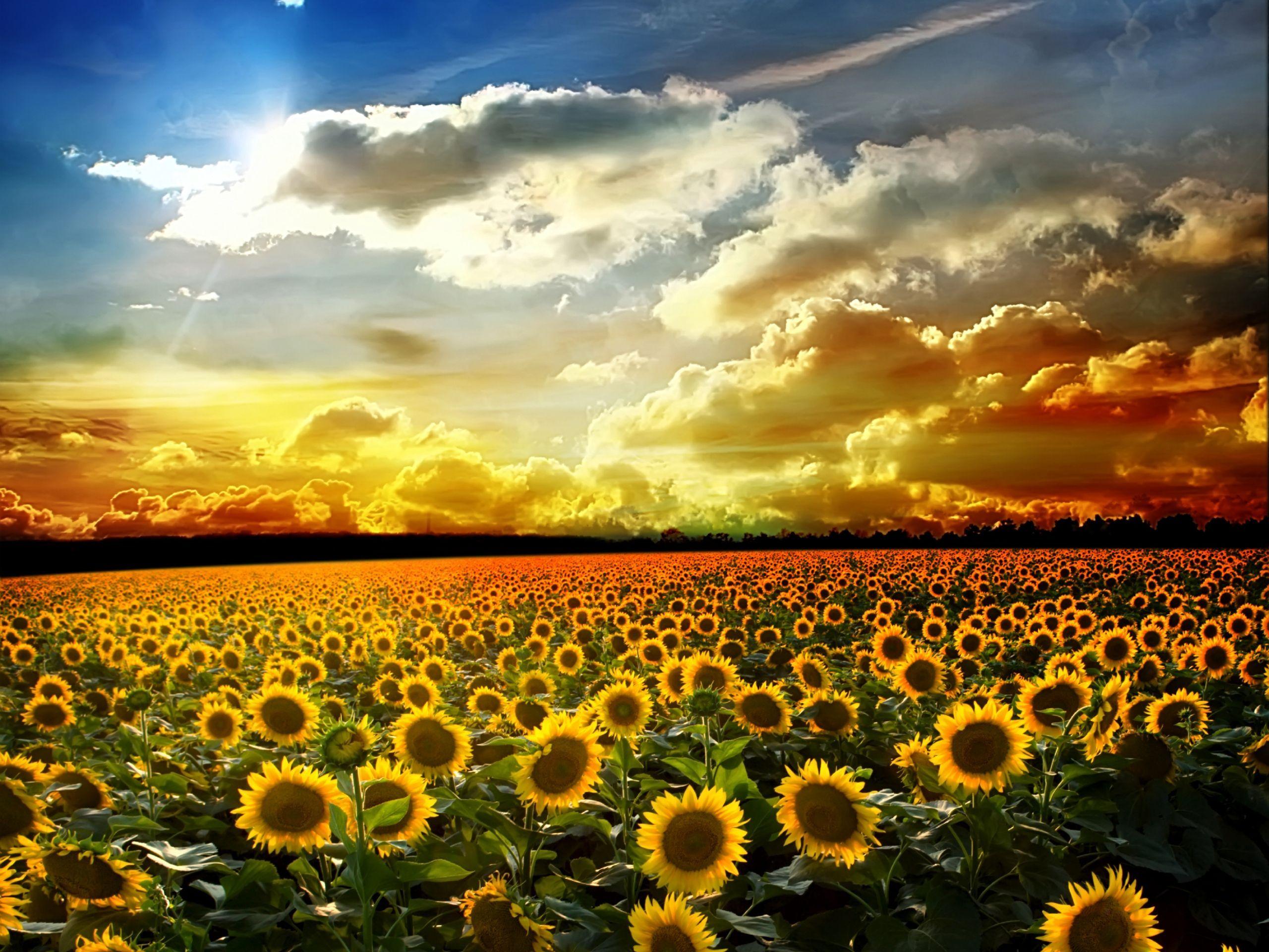 2560x1920 Sunflower Wallpaper 16059 1280x960 px HDWallSource. Sunflower