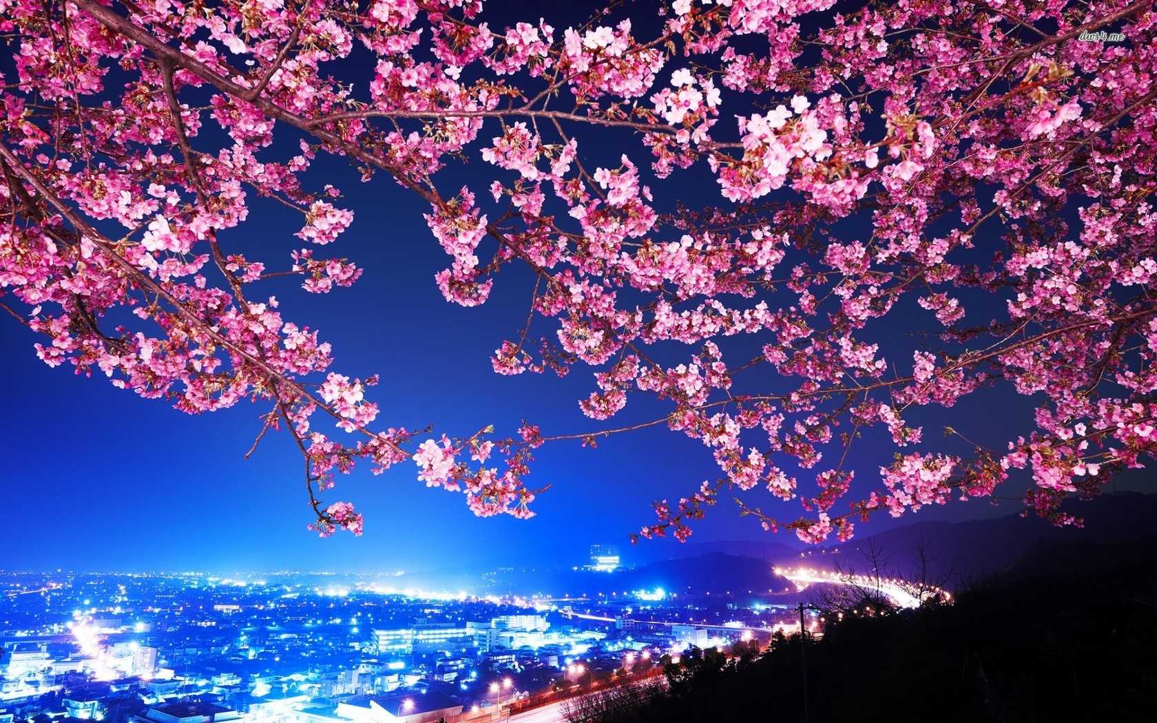 Cherry Blossom Tree at Night Wallpapers Top Free Cherry Blossom 