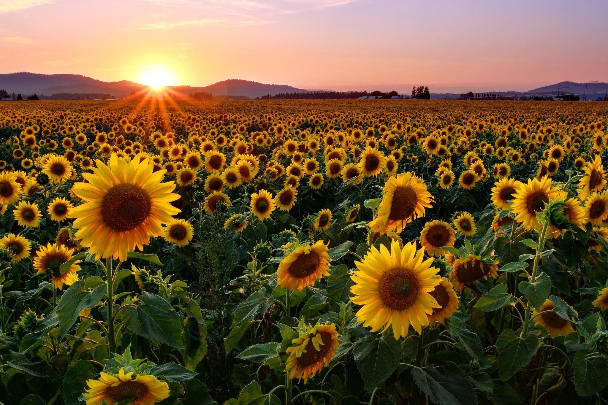 Sunflower Field Sunset Wallpapers - Top Free Sunflower Field Sunset Backgrounds - WallpaperAccess